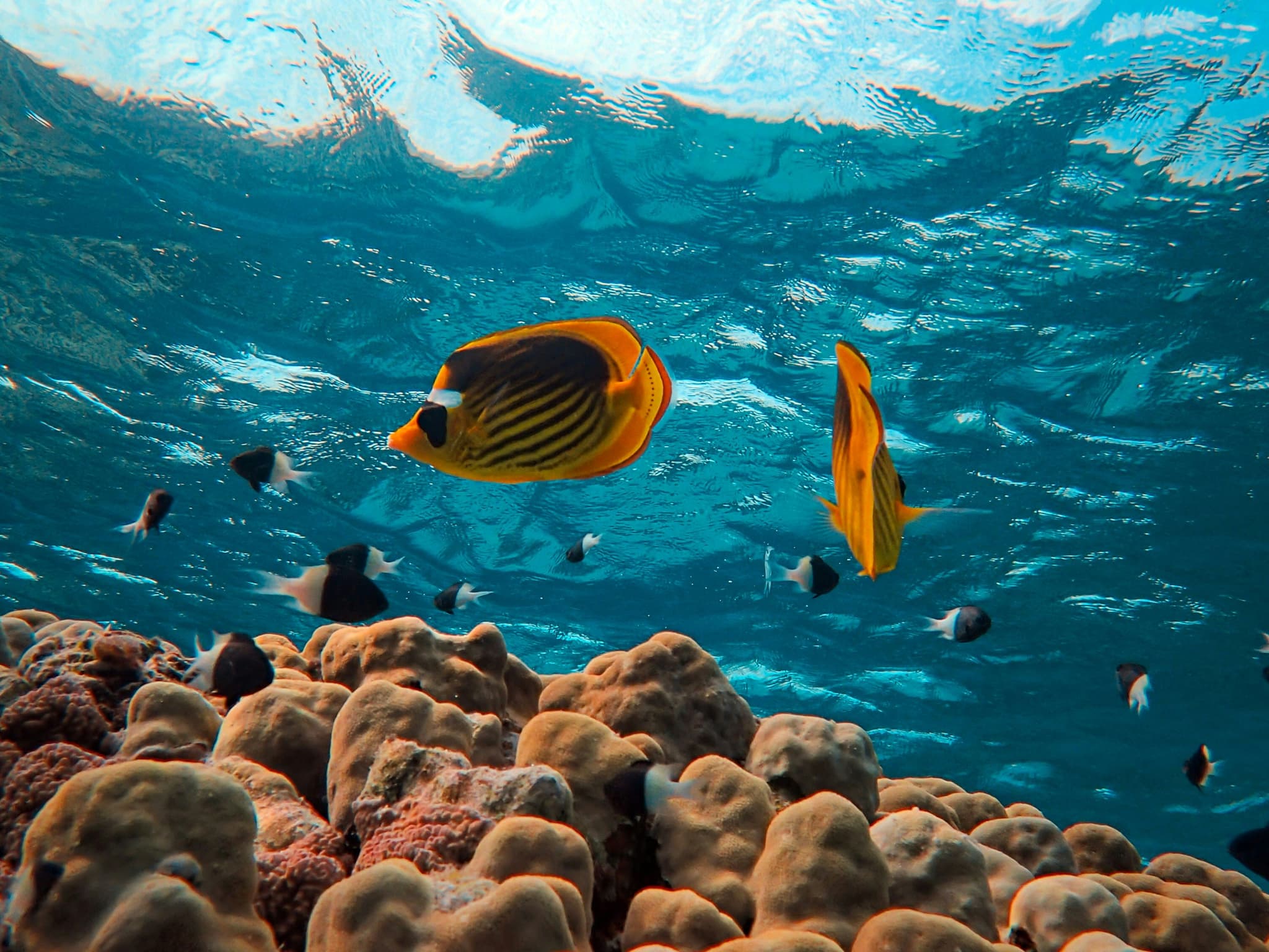 A yellow fish in the red sea