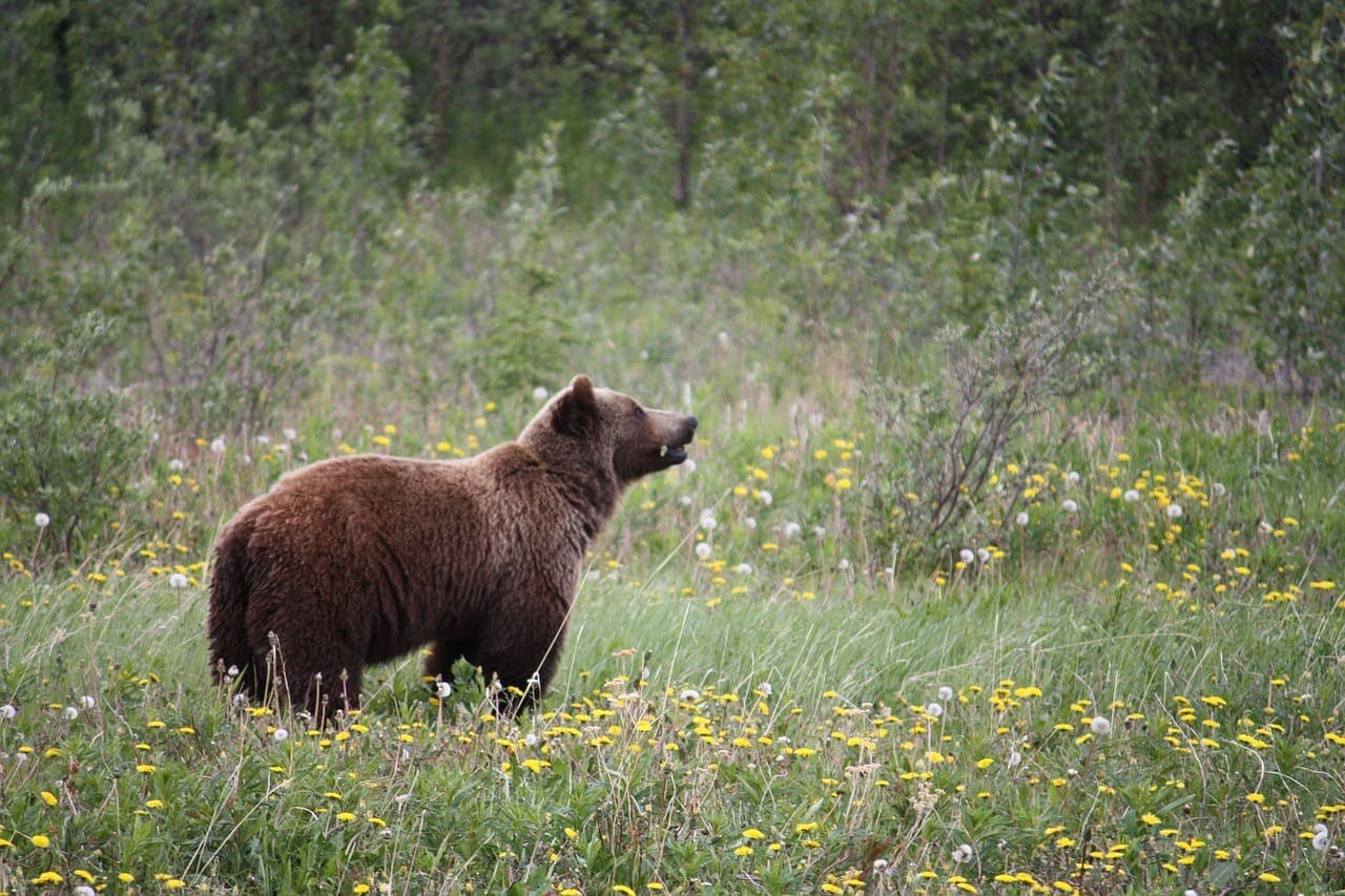Brown bear walking through a grassy meadow in a natural Canadian forest landscape.