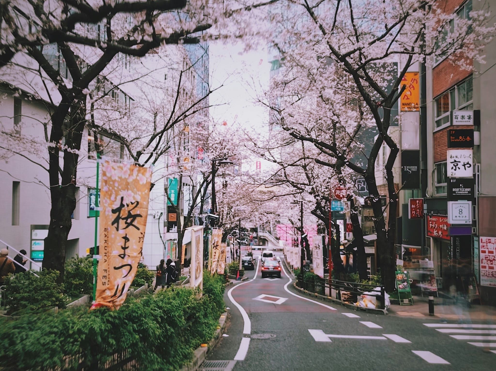 Japanese empty street with residential buildings and cherry blossom trees