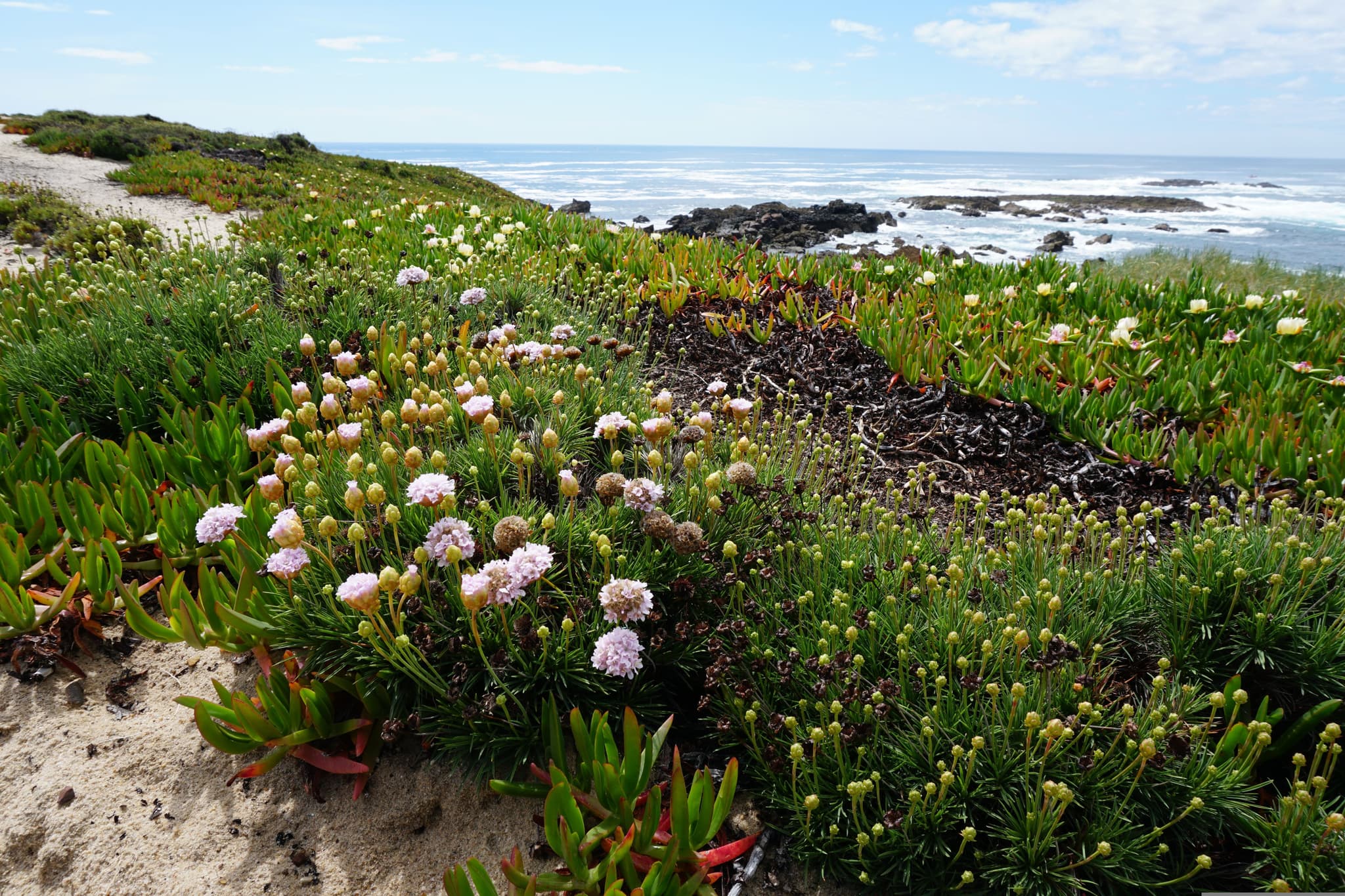 Flowers and grass along the Alentejo coast