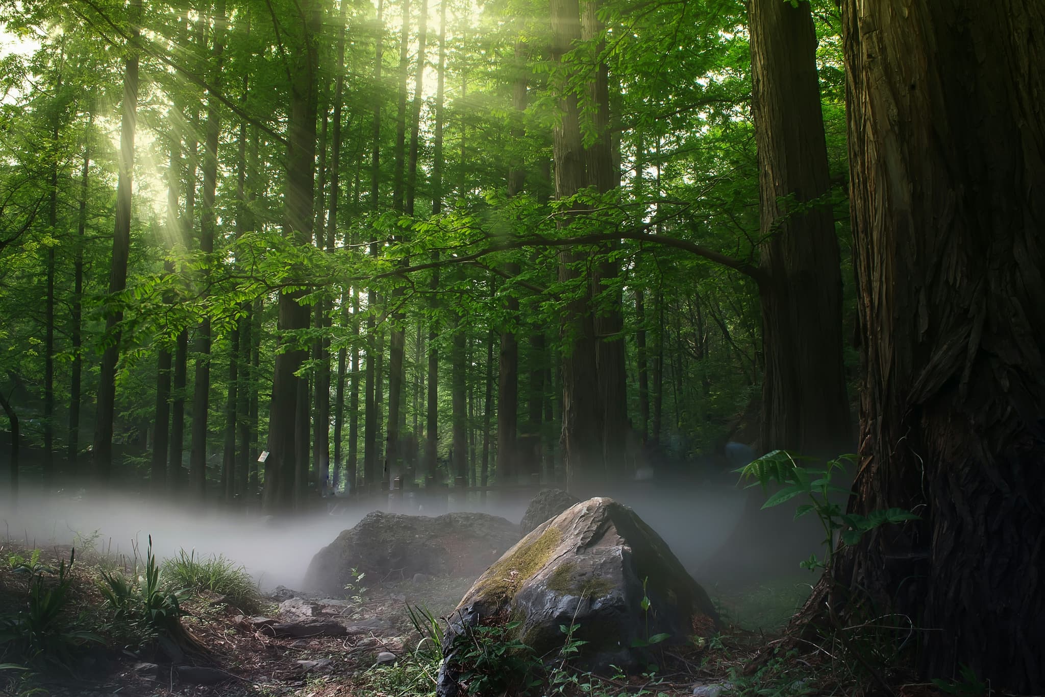 A rock in a rain forest with mist and sunshine