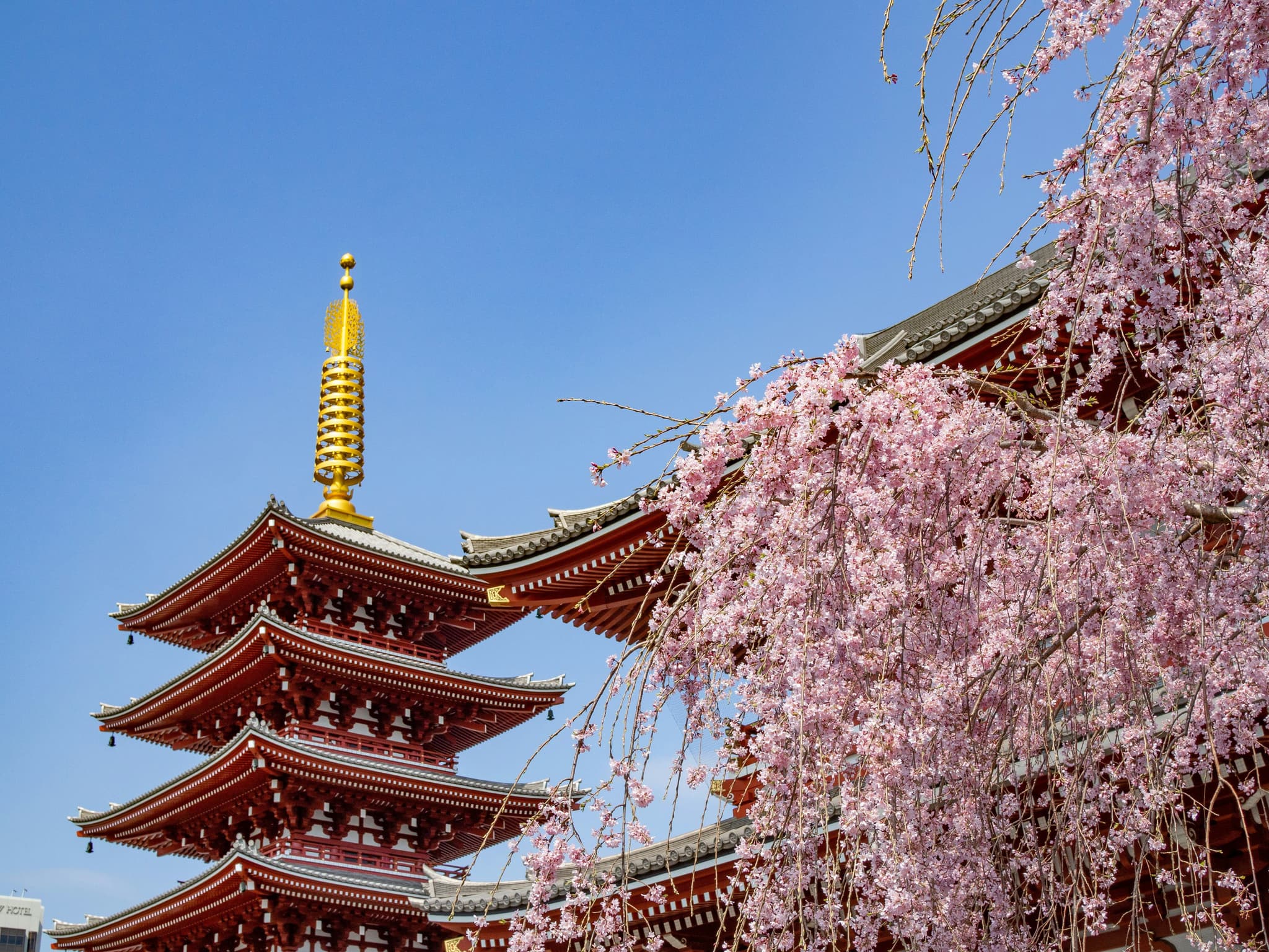 Top of shrine temple red in japan surrounded by pink cherry blossom.