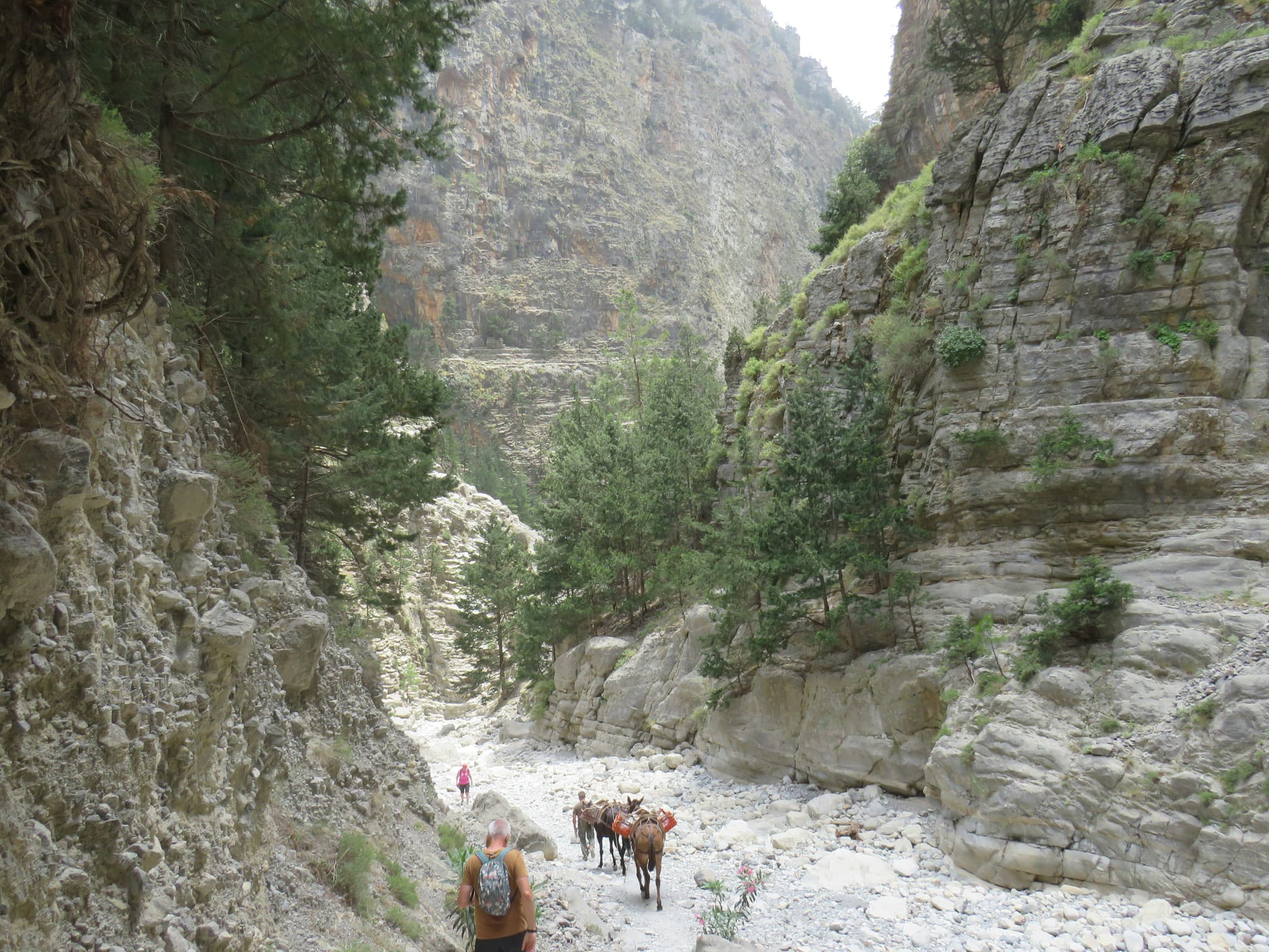 Hikers walking in the Samaria Gorge surrounded by cliffs and bushes
