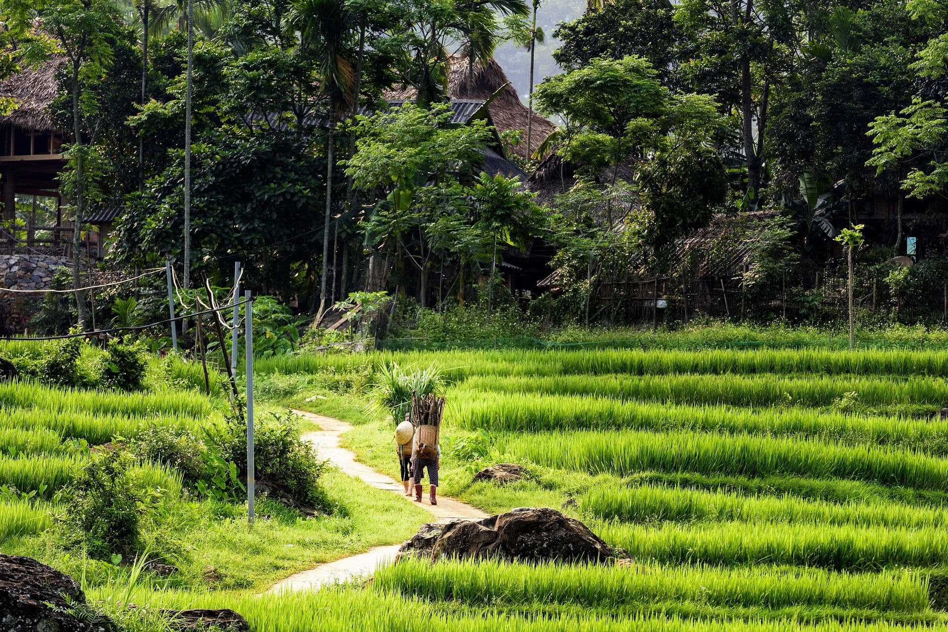 Green rice field landscape in Pu Luong