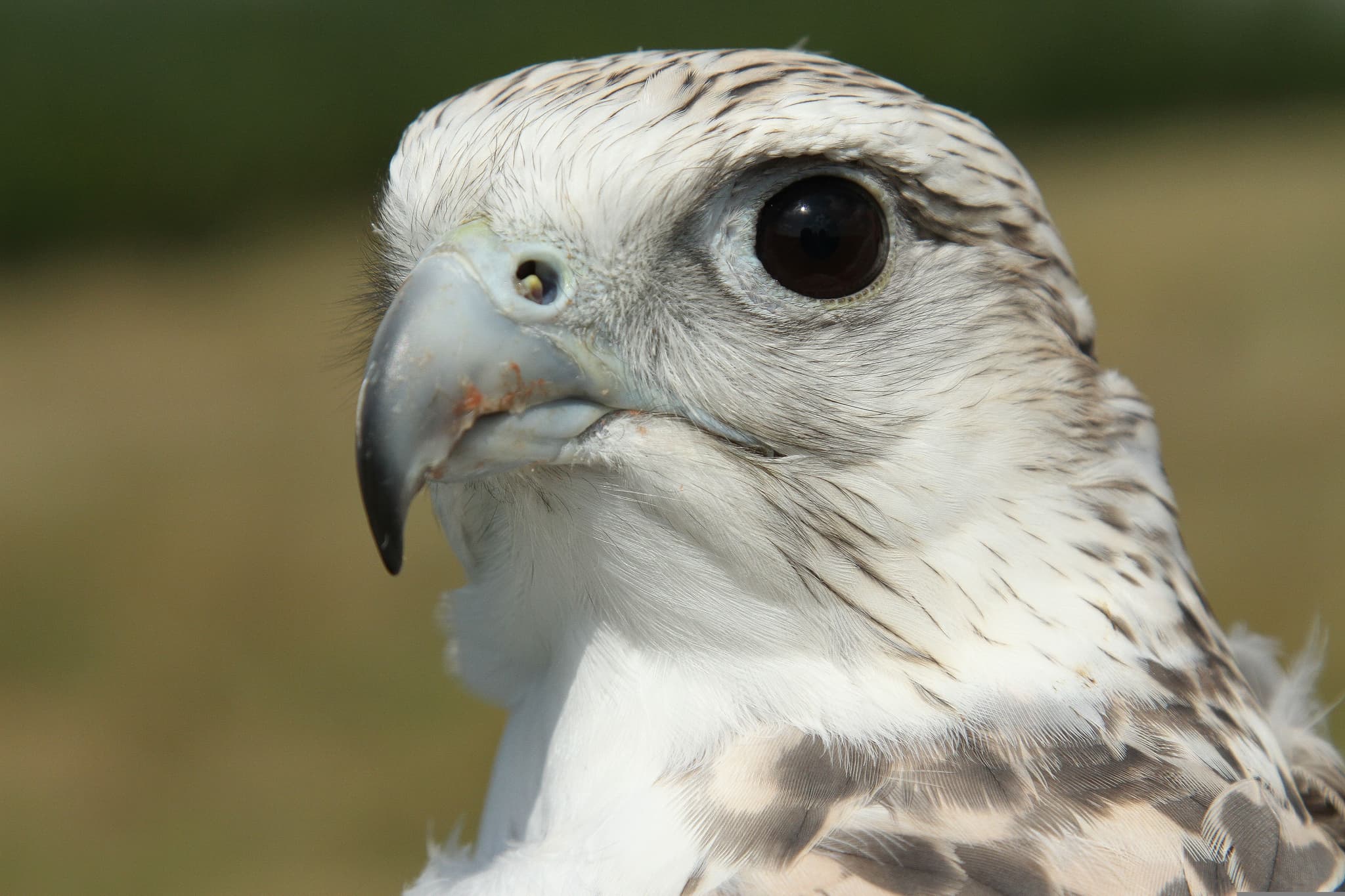 Gyrfalcon bird white with grey up close