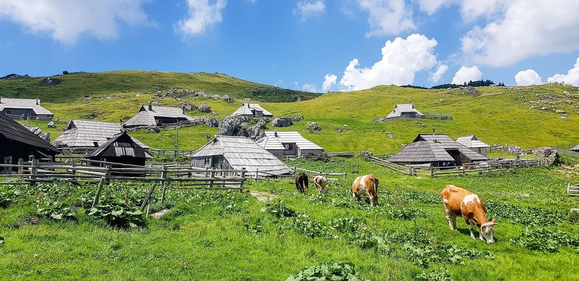 Green grass hills with tiny wooden houses and cows grazing in Velika Planina