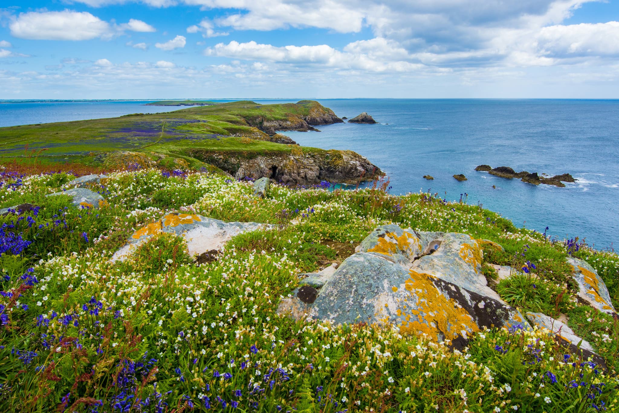 Aerial view of Ireland's wild Atlantic coastline with green hills and flowers