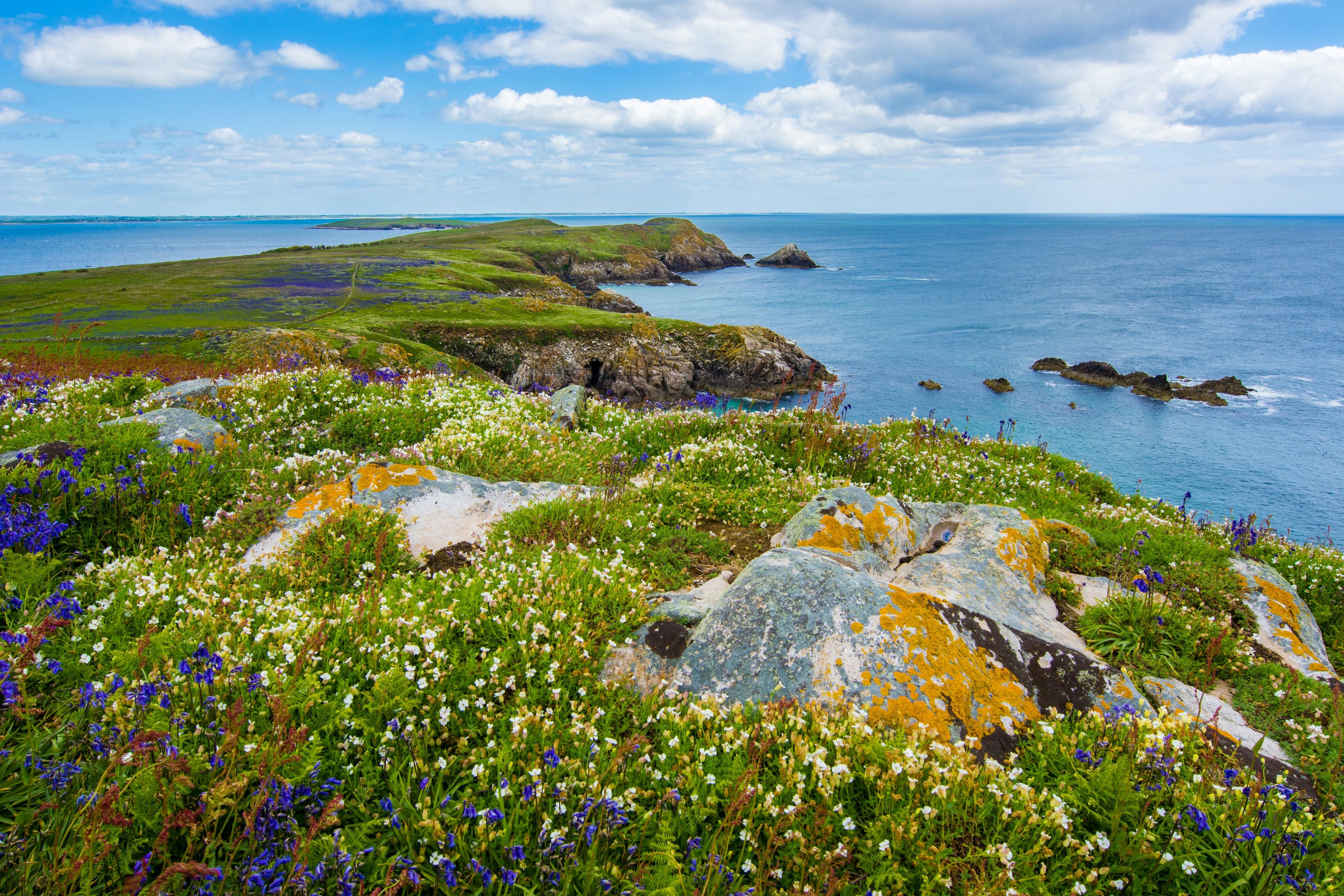 Aerial view of Ireland's wild Atlantic coastline with green hills and flowers