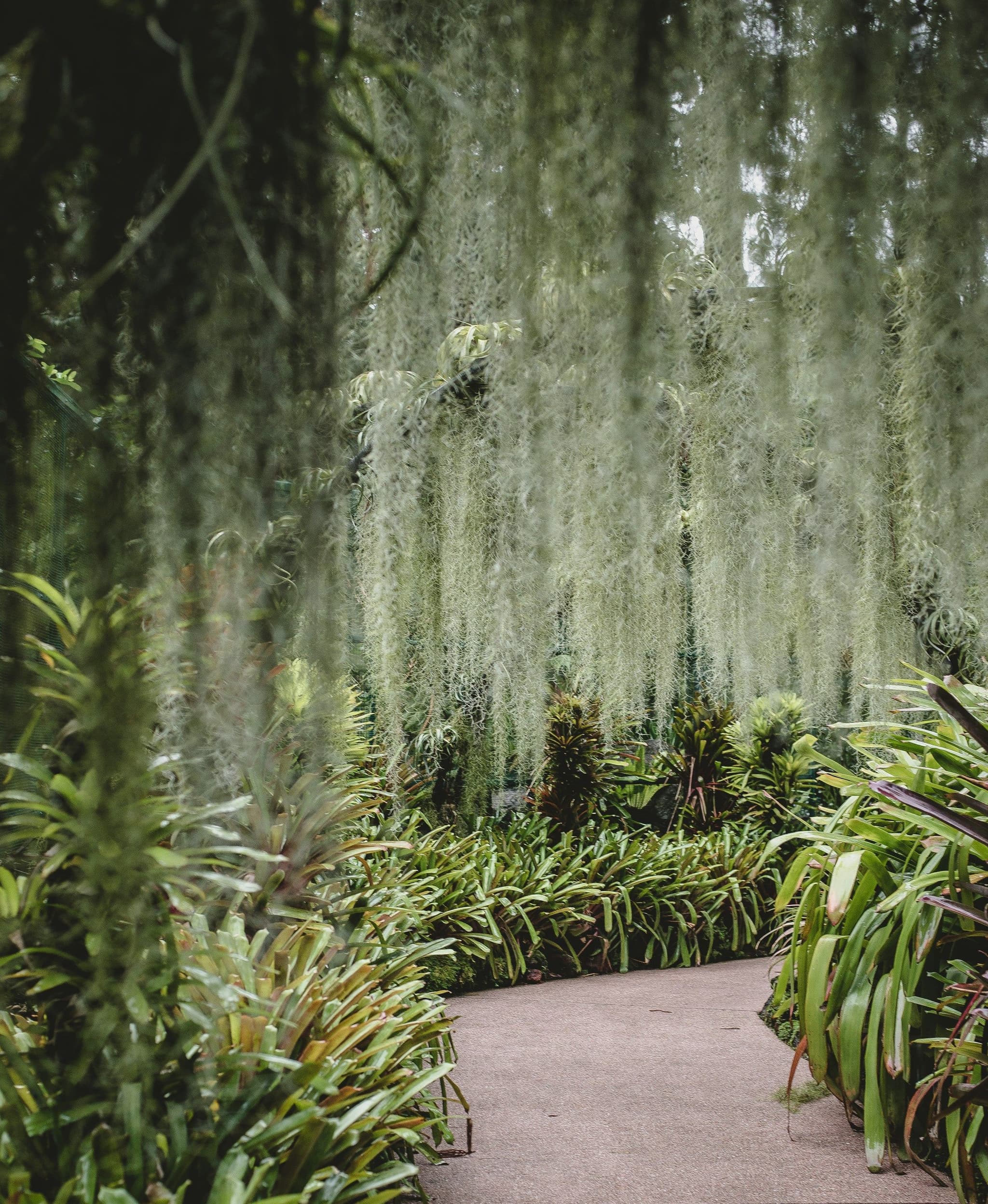 A path through tropical plants in the Singapore Botanic Gardens