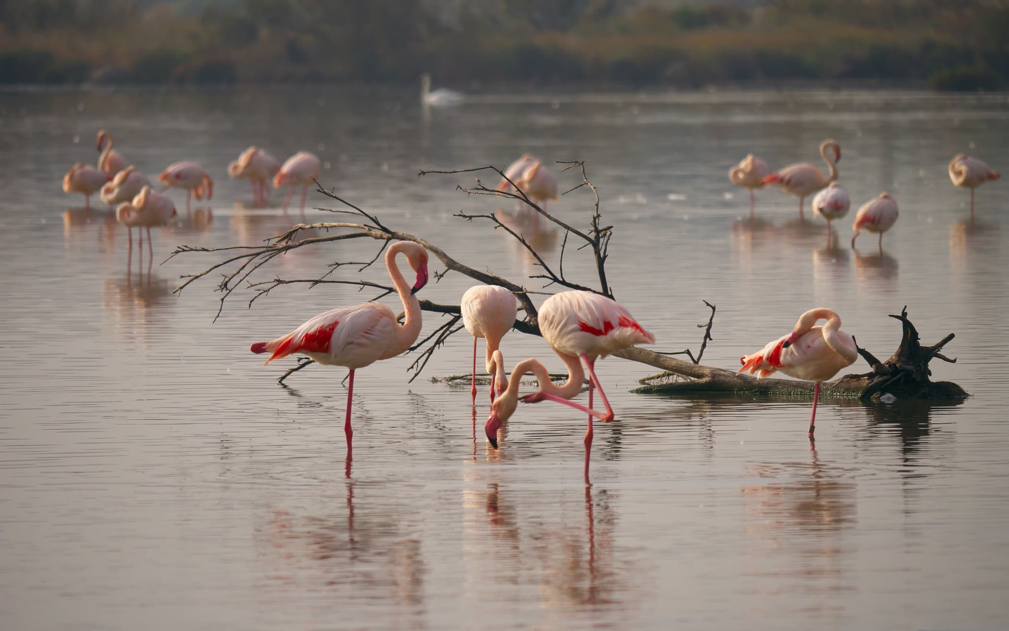 Flamingos in the water