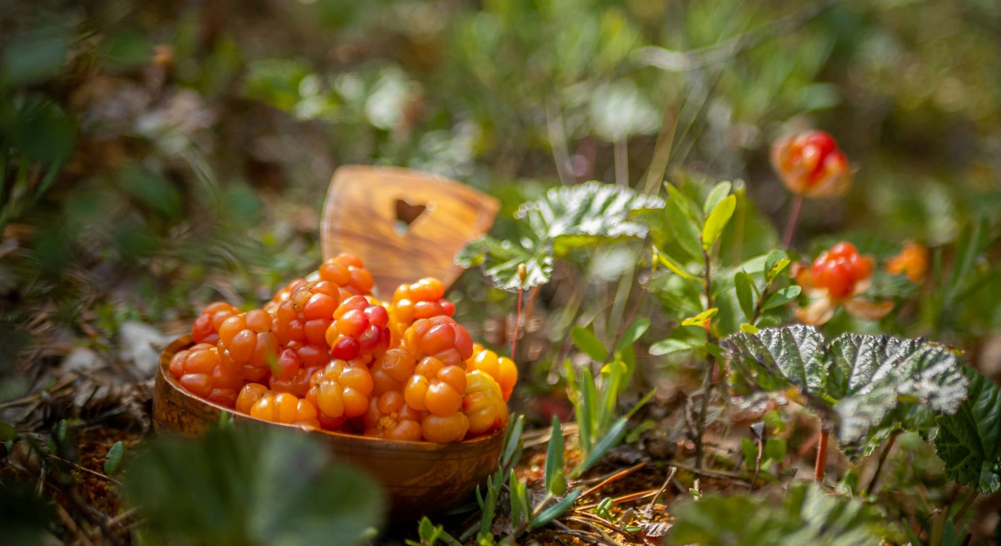 golden cloudberries picked in a Swedish forest