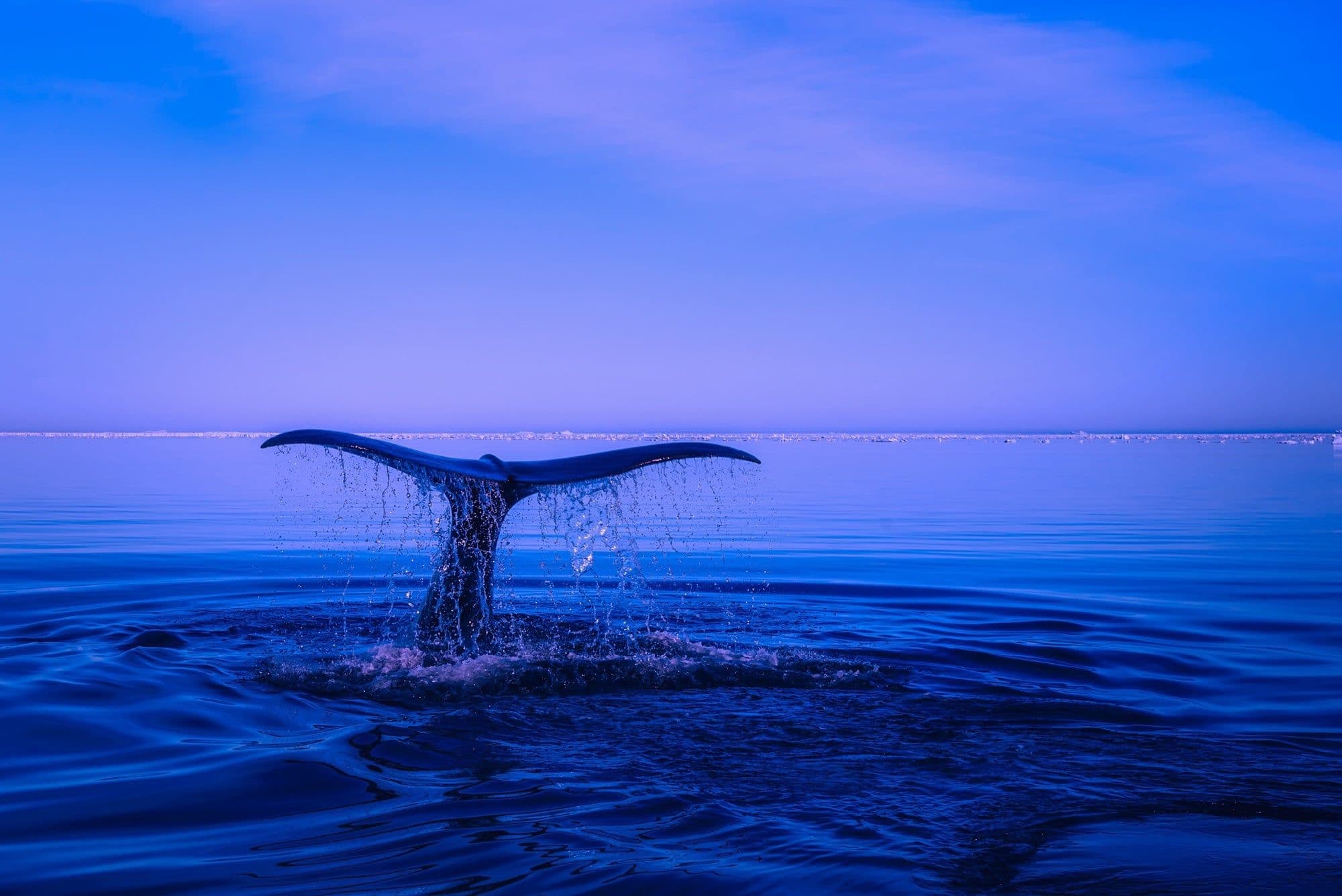 A humpback whale breaching near Húsavík in North Iceland in summer