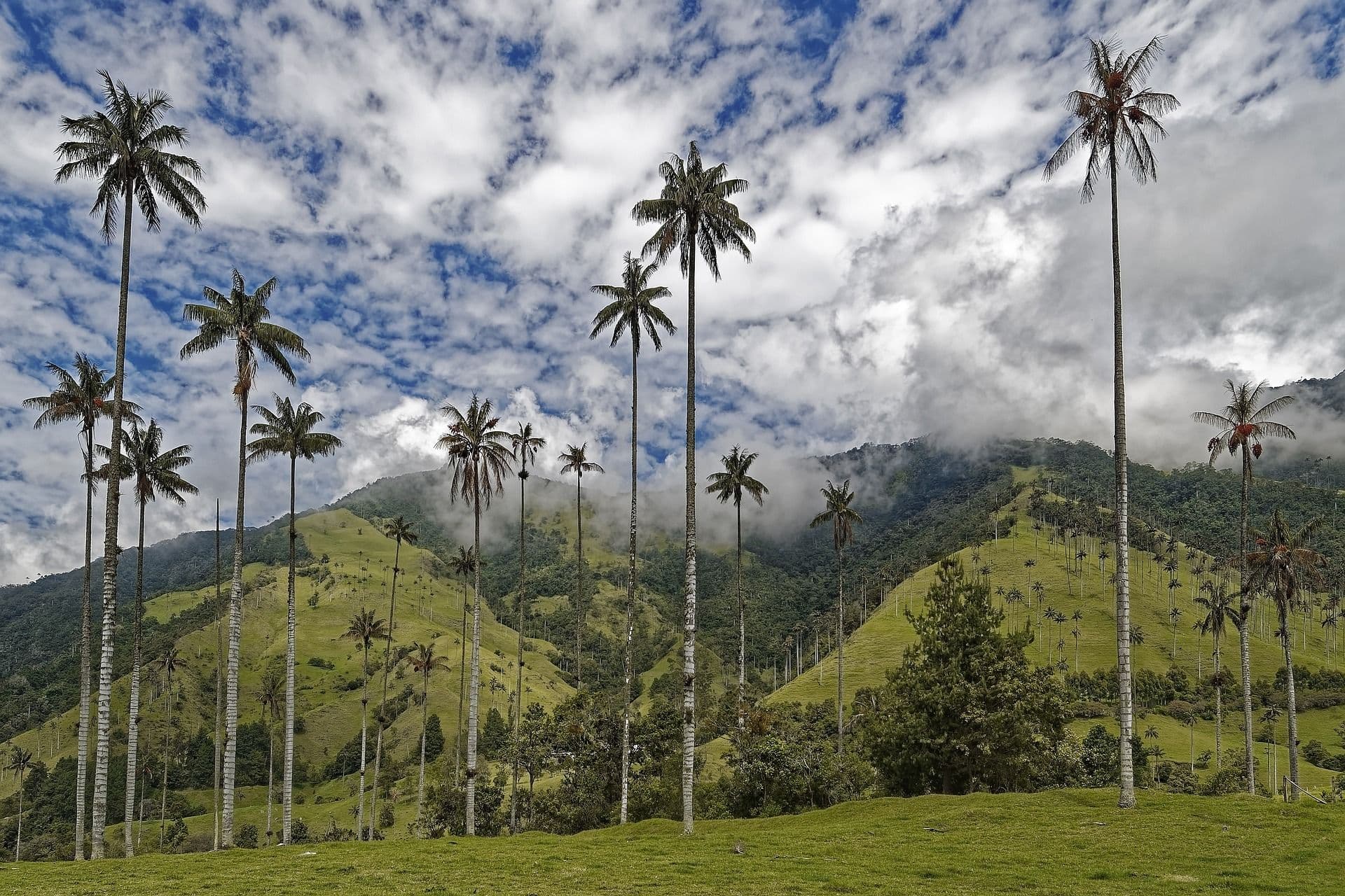 Palm trees in green field and cloudy sky