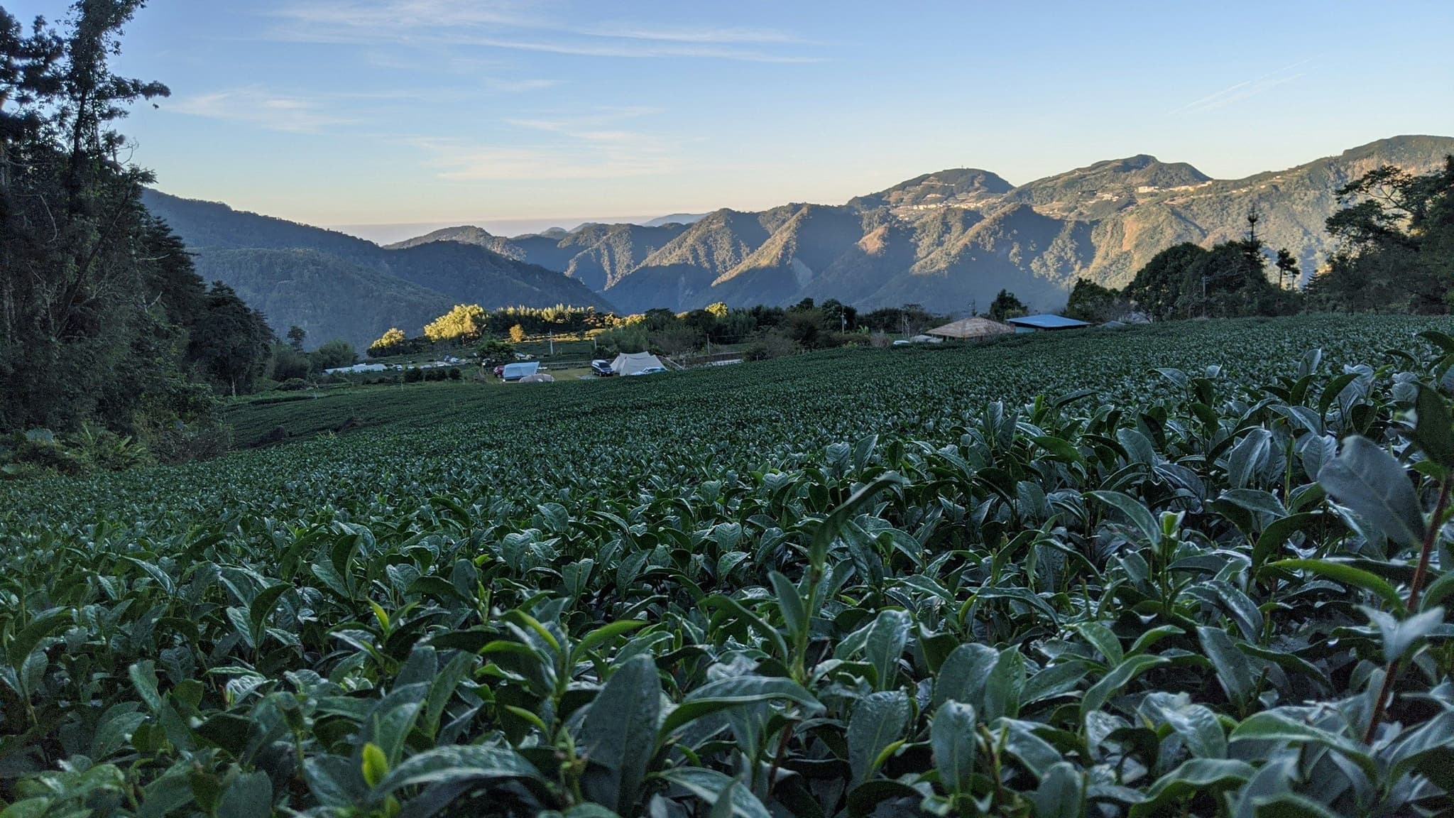Dawn over a tea field in the mountains of Taiwan