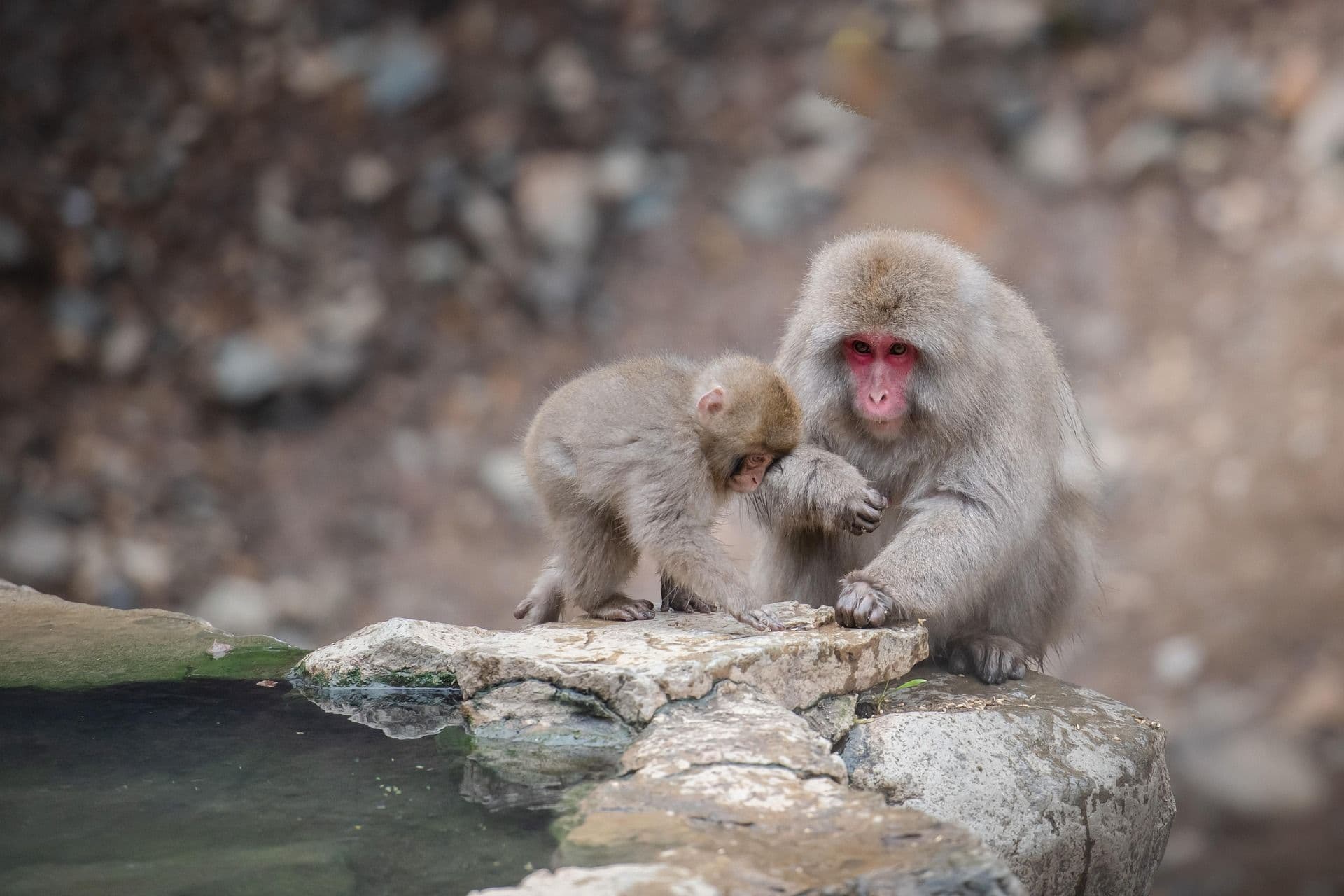Two monkeys on the edge of a hot spring in Japan