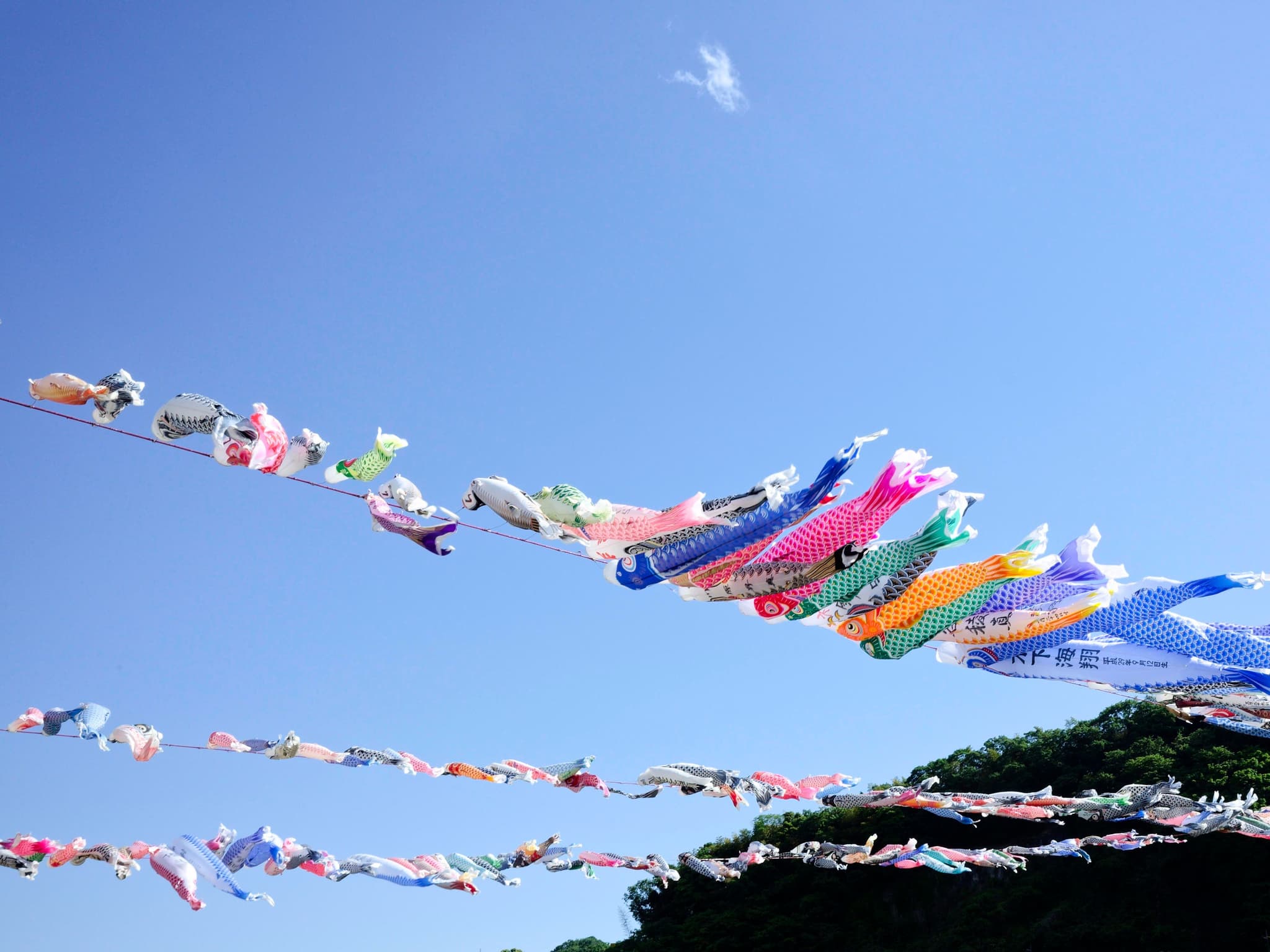 Colourful decoration in the shape of fish hanging in the air for golden week japan