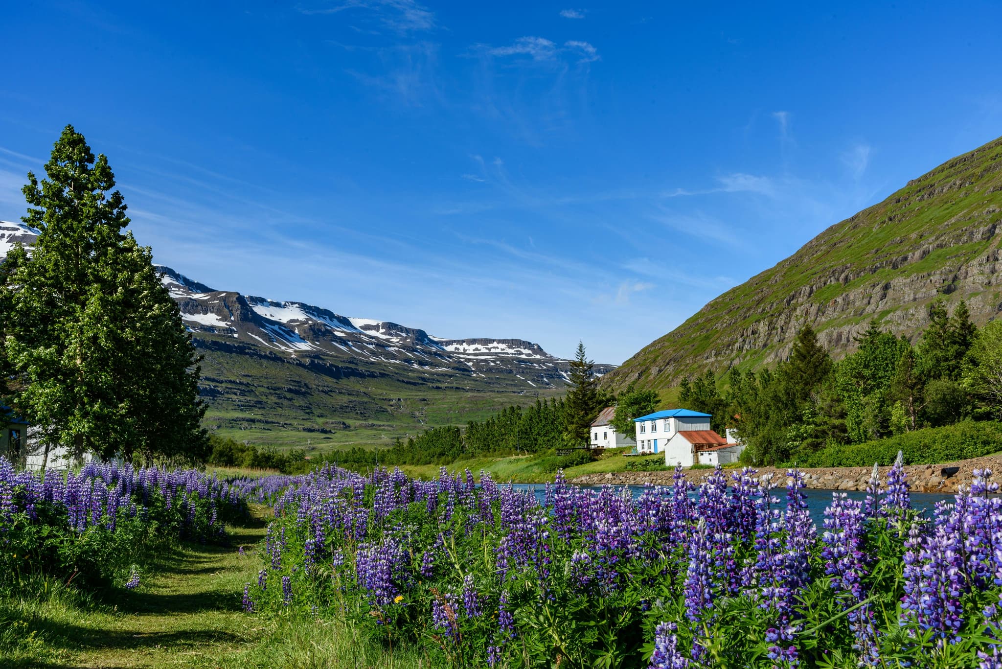 Lavender field, green hills and blue sky in seyðisfjörður