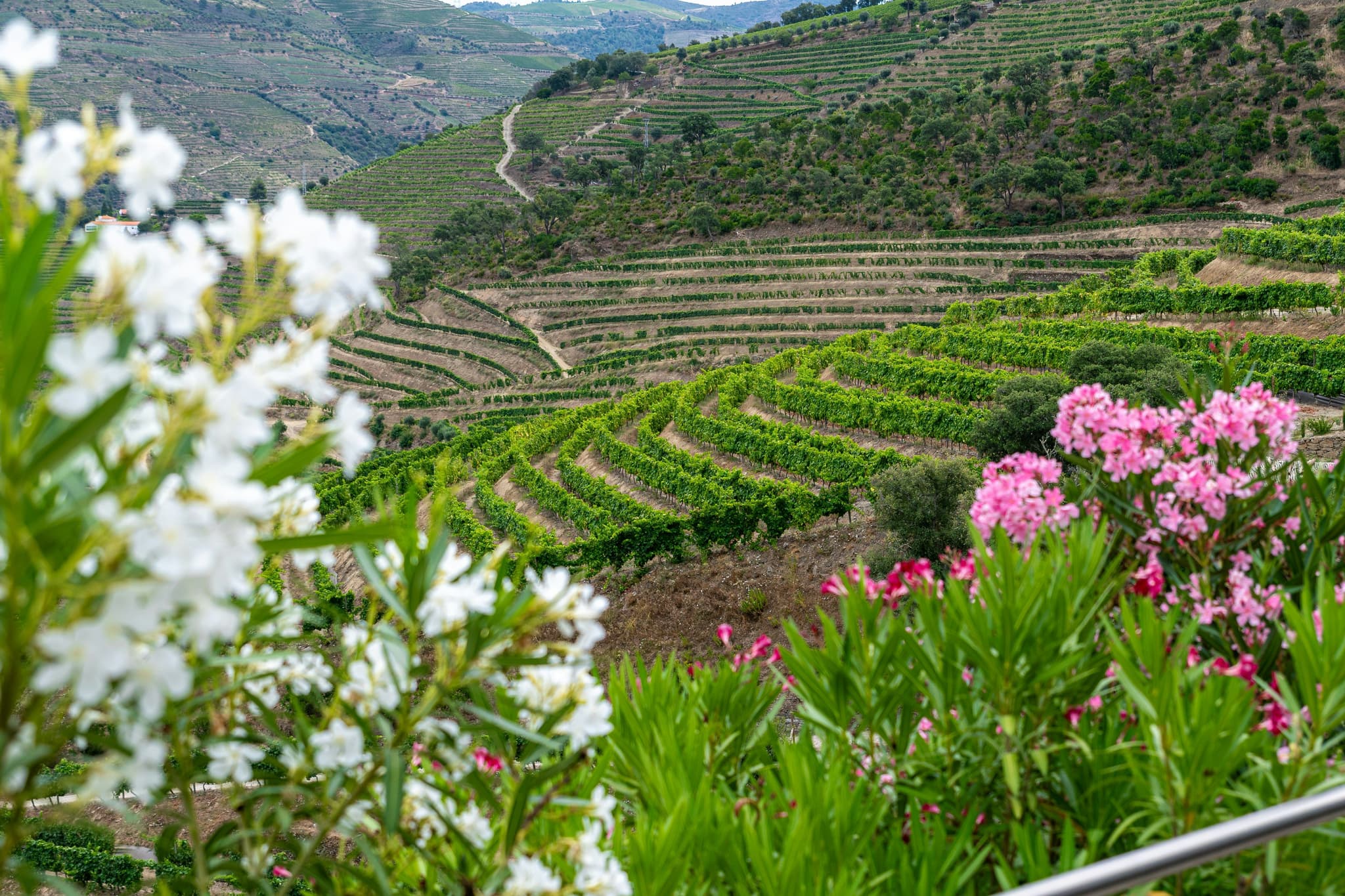 douro valley vineyards and pink and white flowers