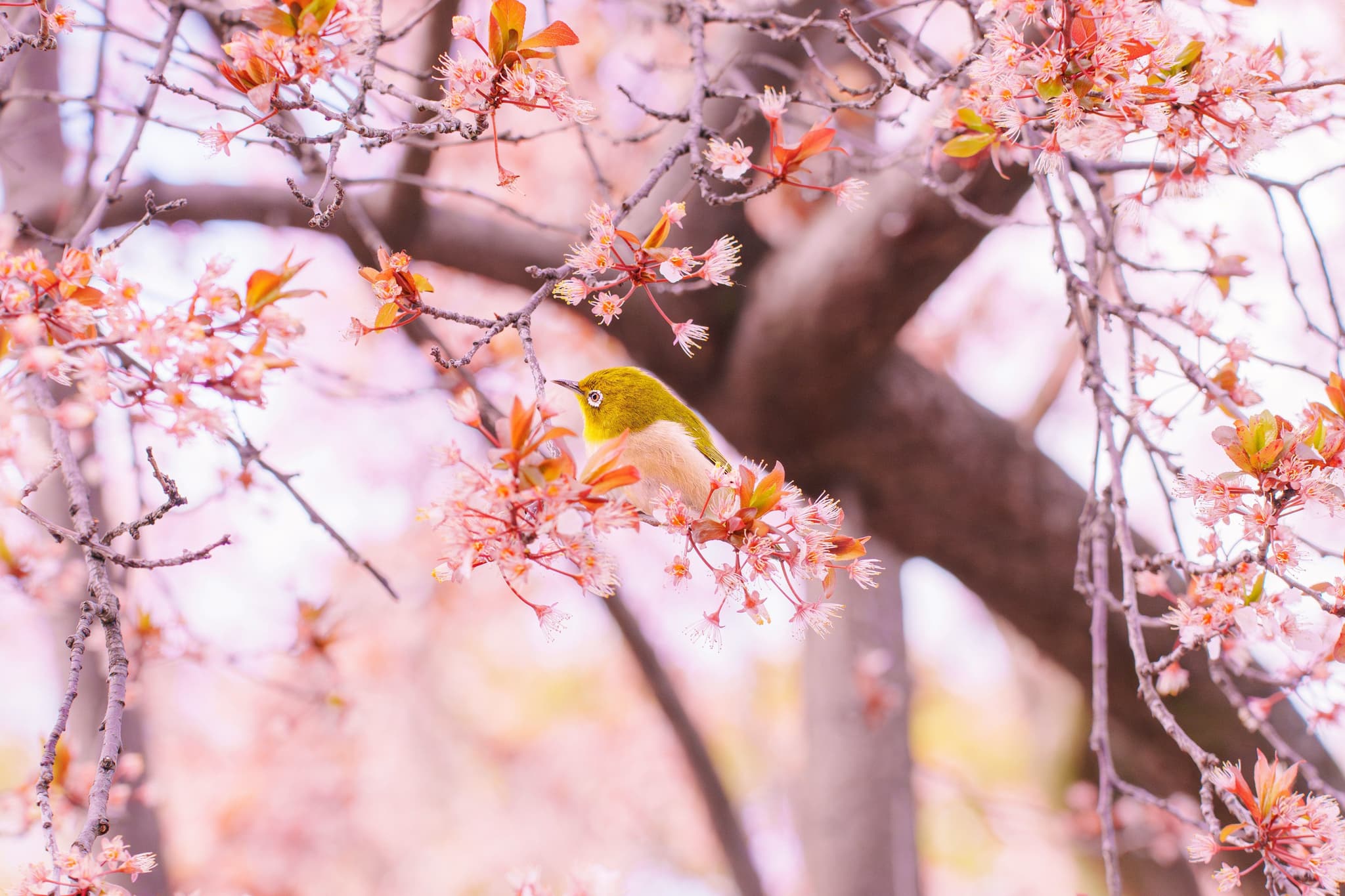 Small bird in cherry blossom tree in Japan