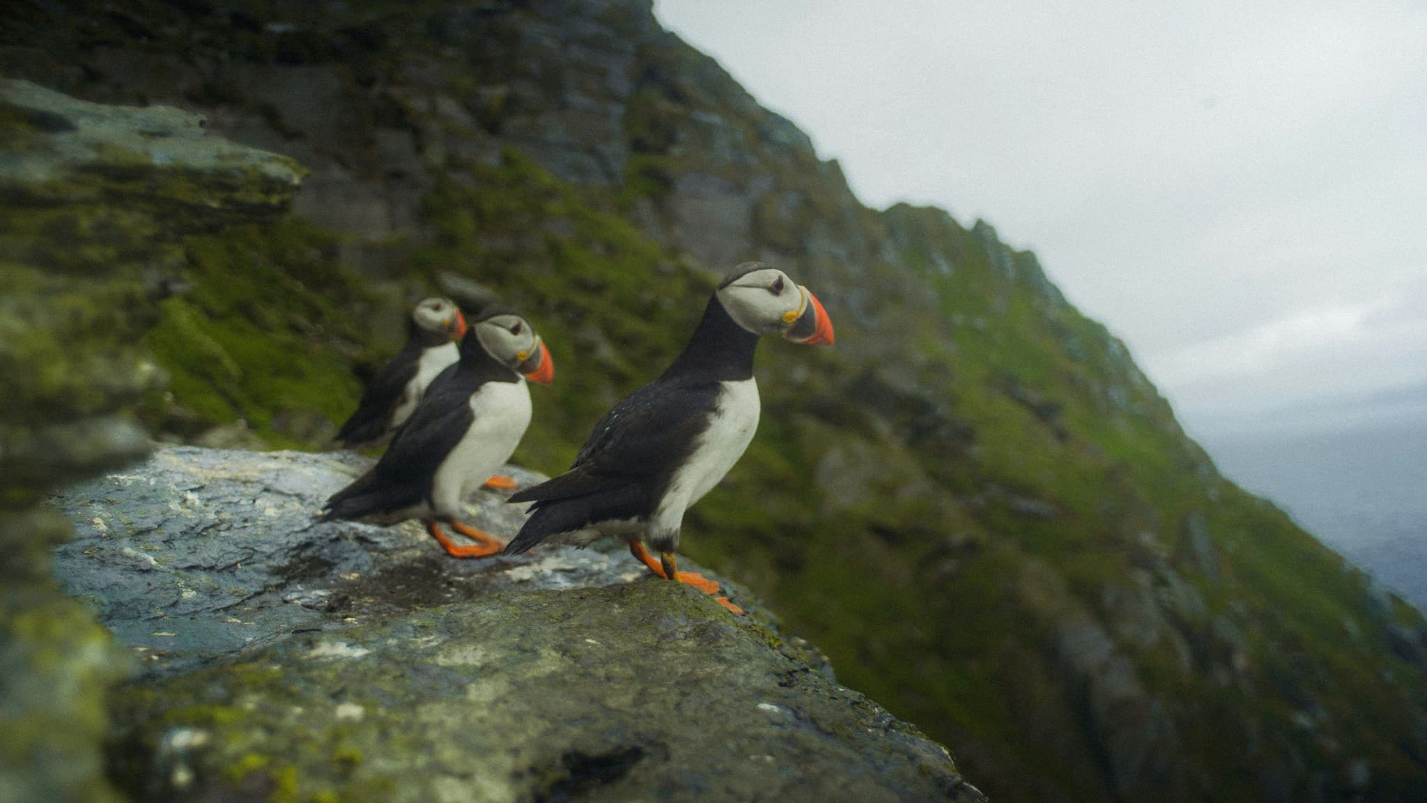 Atlantic puffins sitting on a cliffside in Iceland
