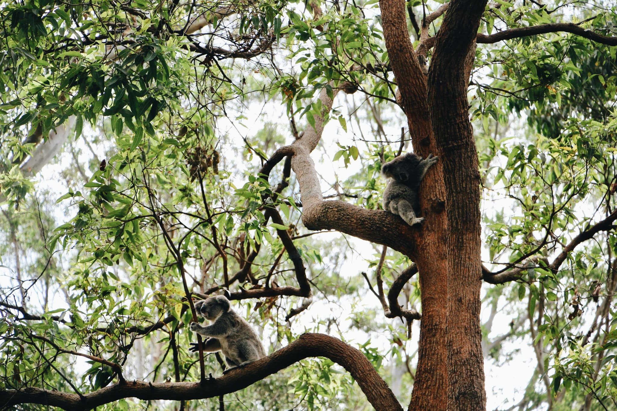 A koala resting on a tree branch