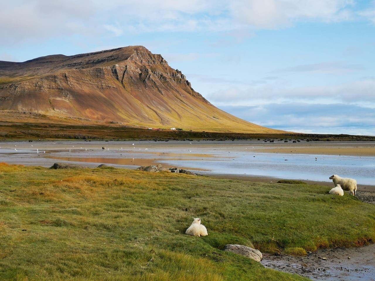 Rural Icelandic valley with sheep grazing near a mountain and shallow water in autumn light.