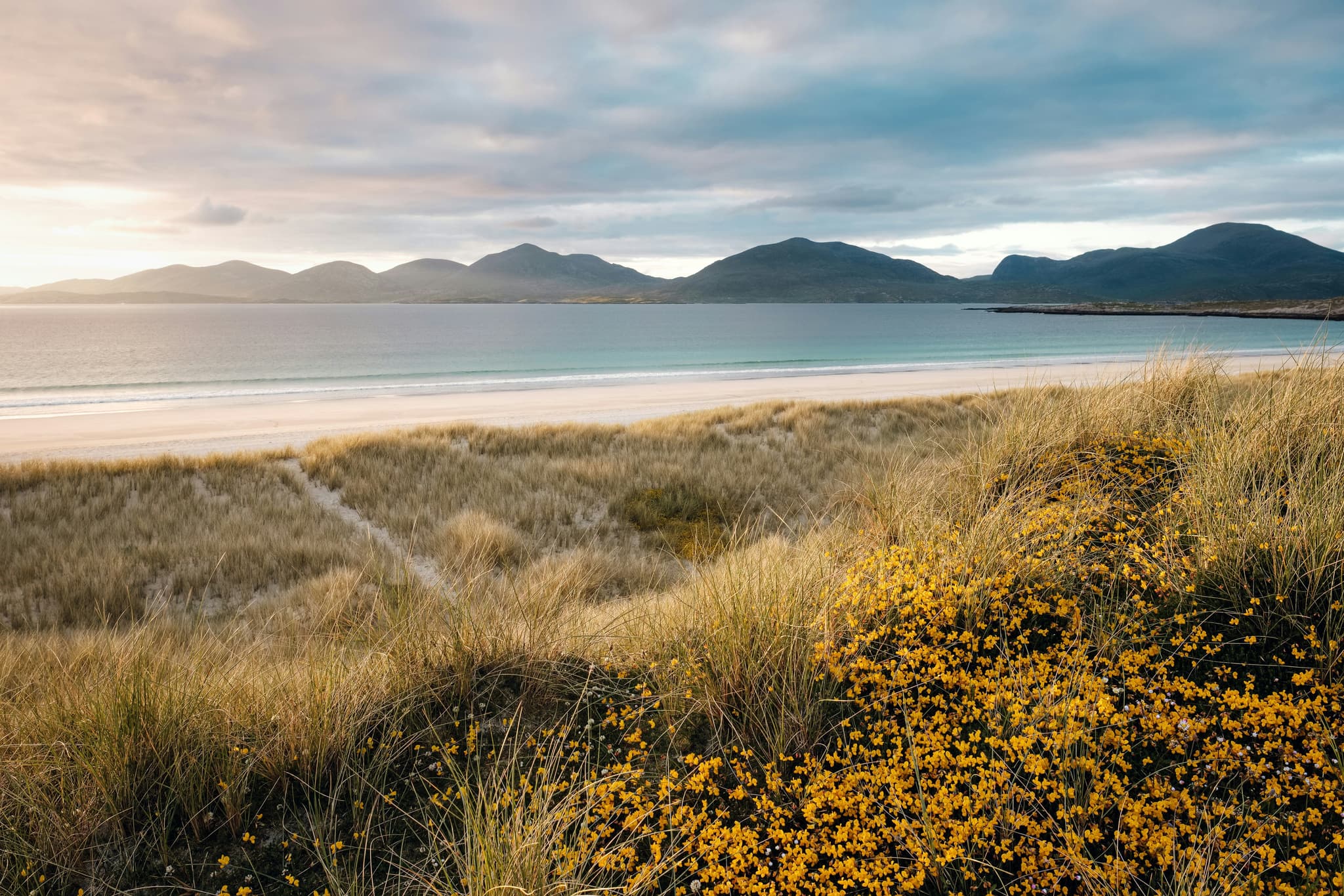 Dunes with yellow flowers overlooking the blue sea and mountains of Outer Hebrides