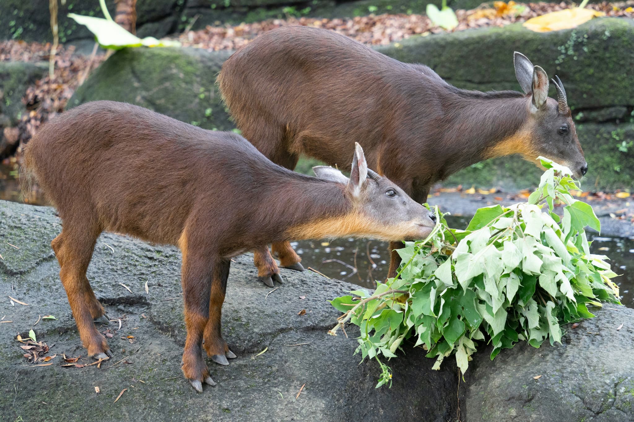 Two Japanese serow, a mountain goat-antelope