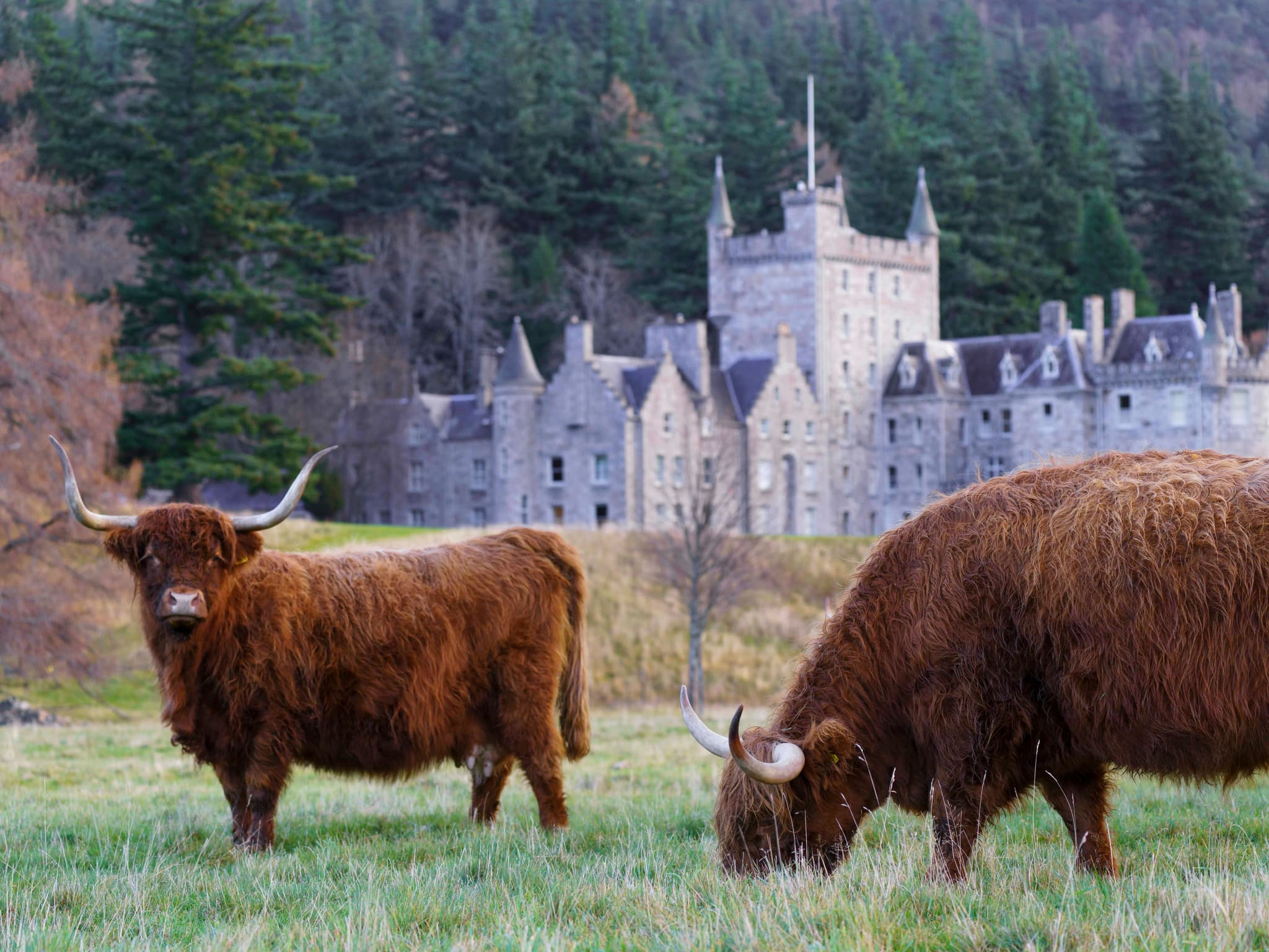 Scottish highlander animals grazing in the grass in front of a castle in Cairngorms