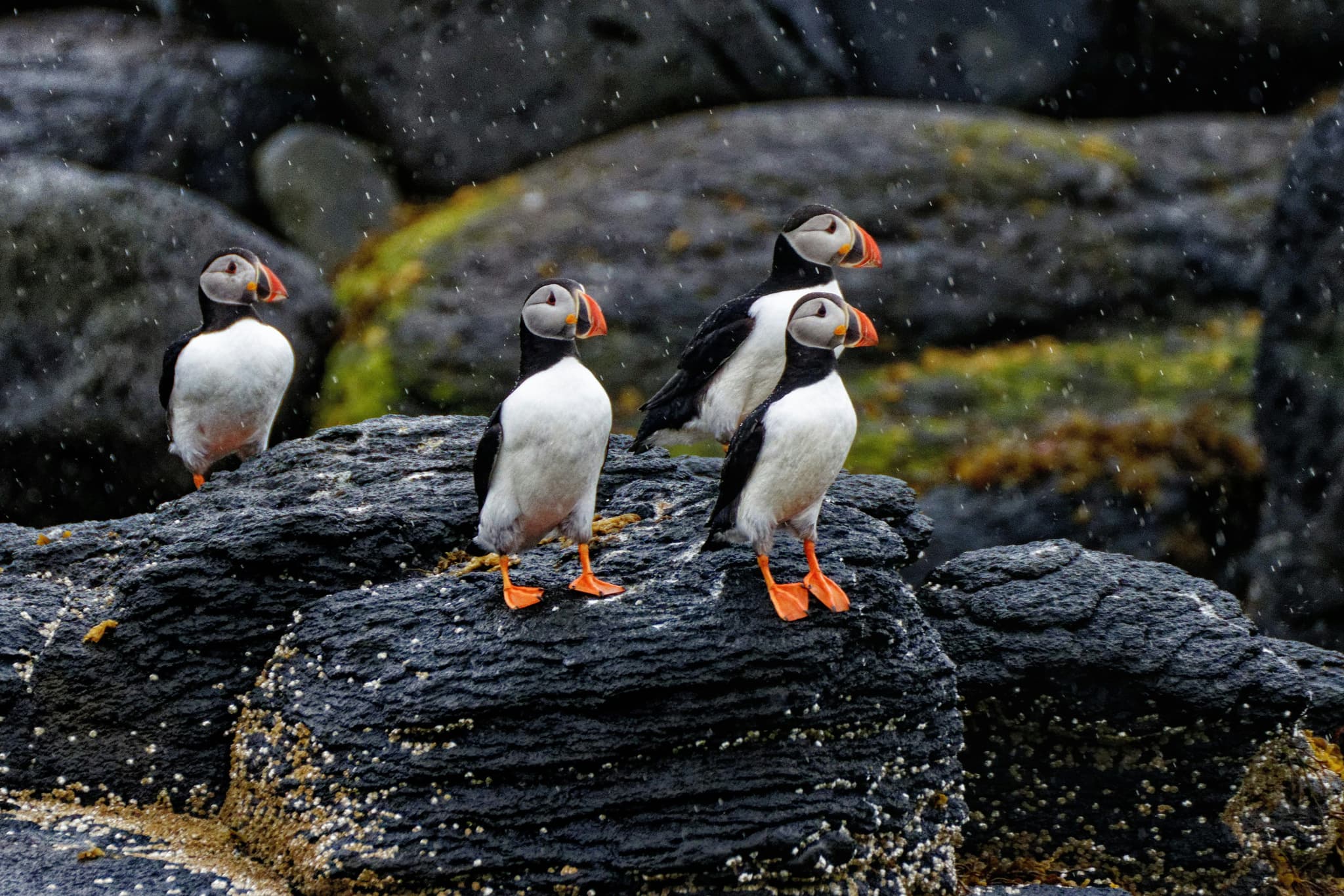 four puffins animals standing on big wet rocks