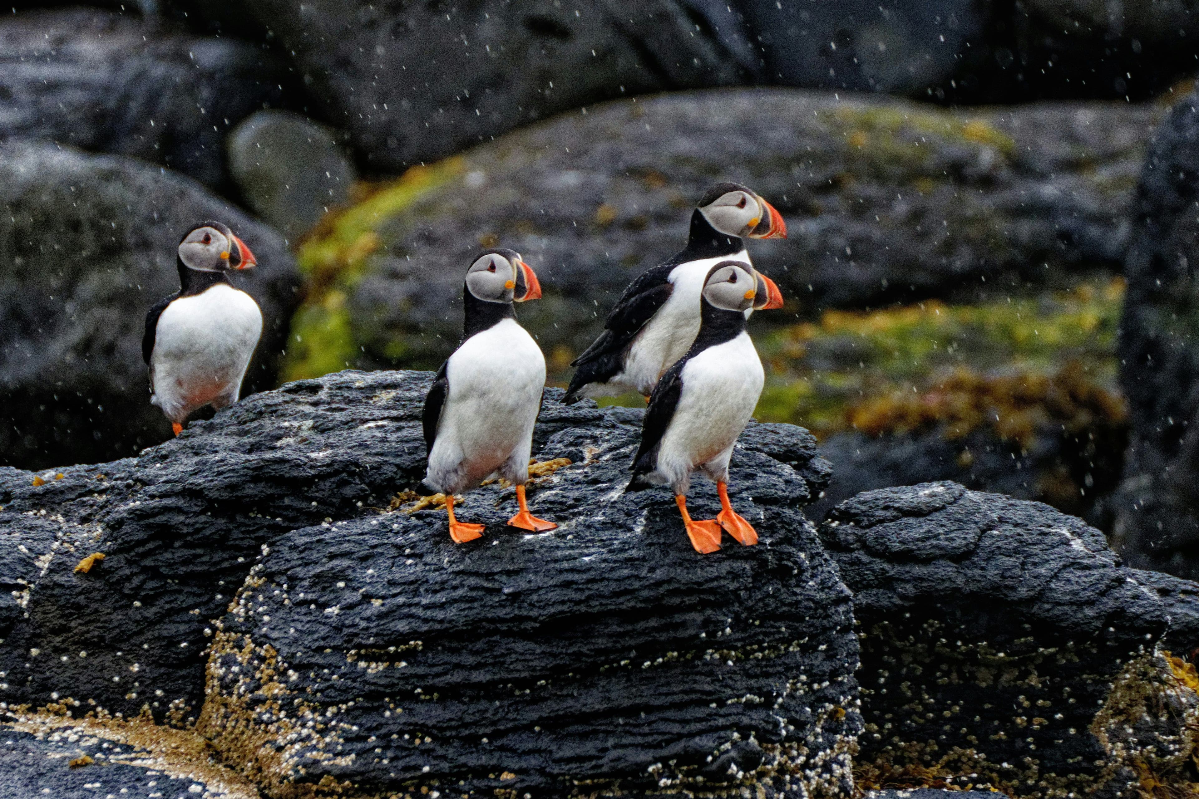four puffins animals standing on big wet rocks