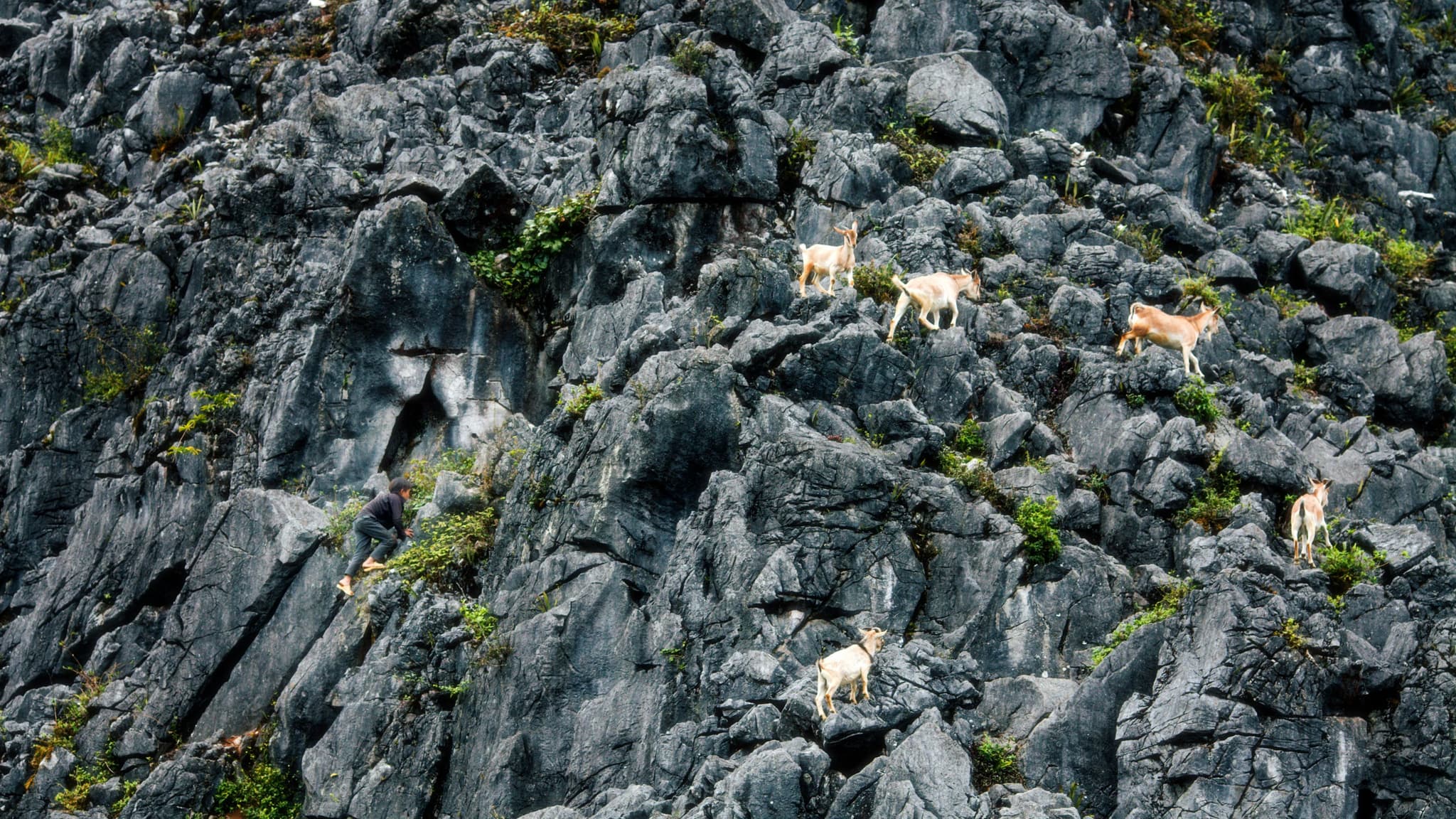 Wild goats on a rocky mountainside, similar terrain to the Kri-Kri's habitat on Crete