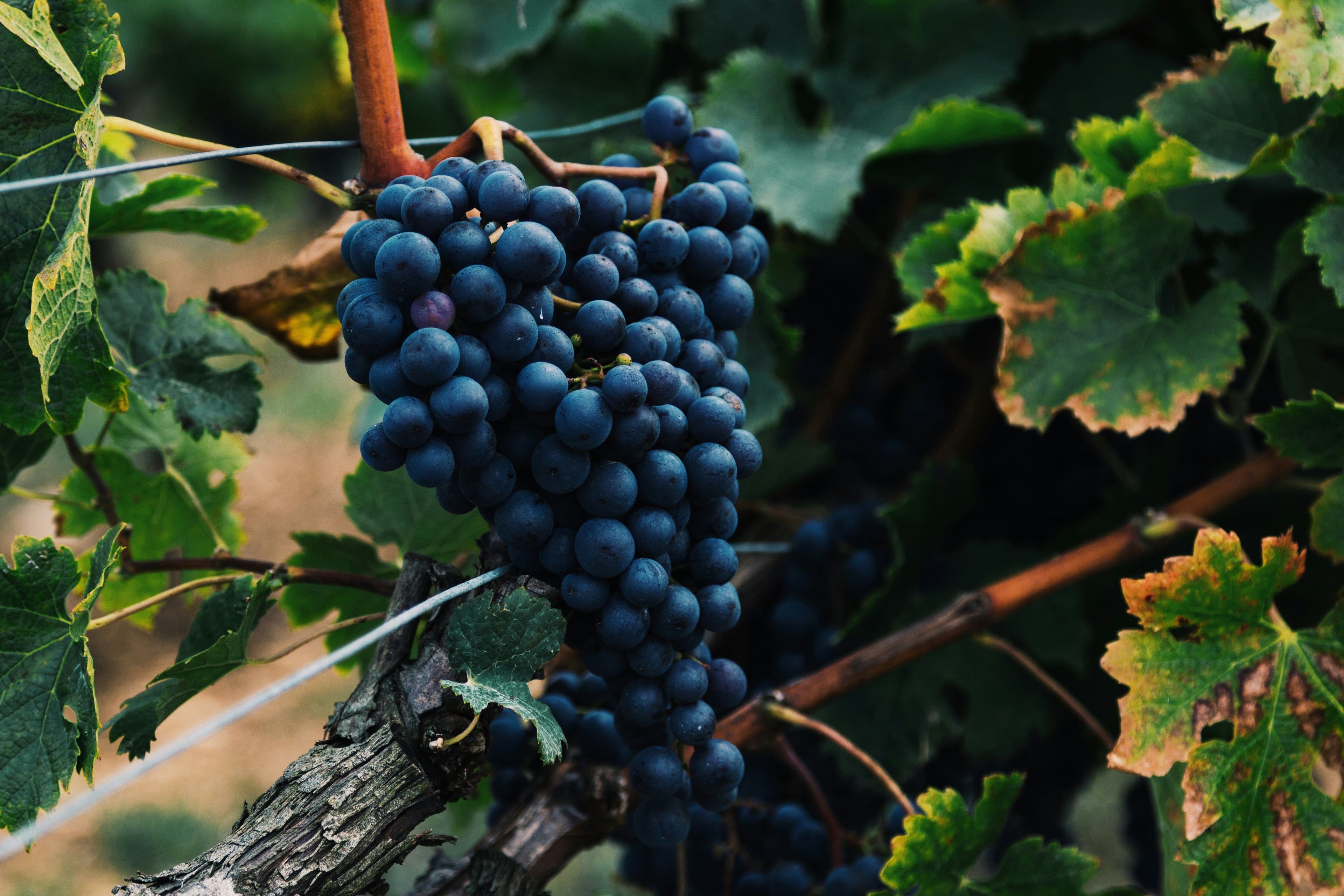 Dark blue grapes and leaves