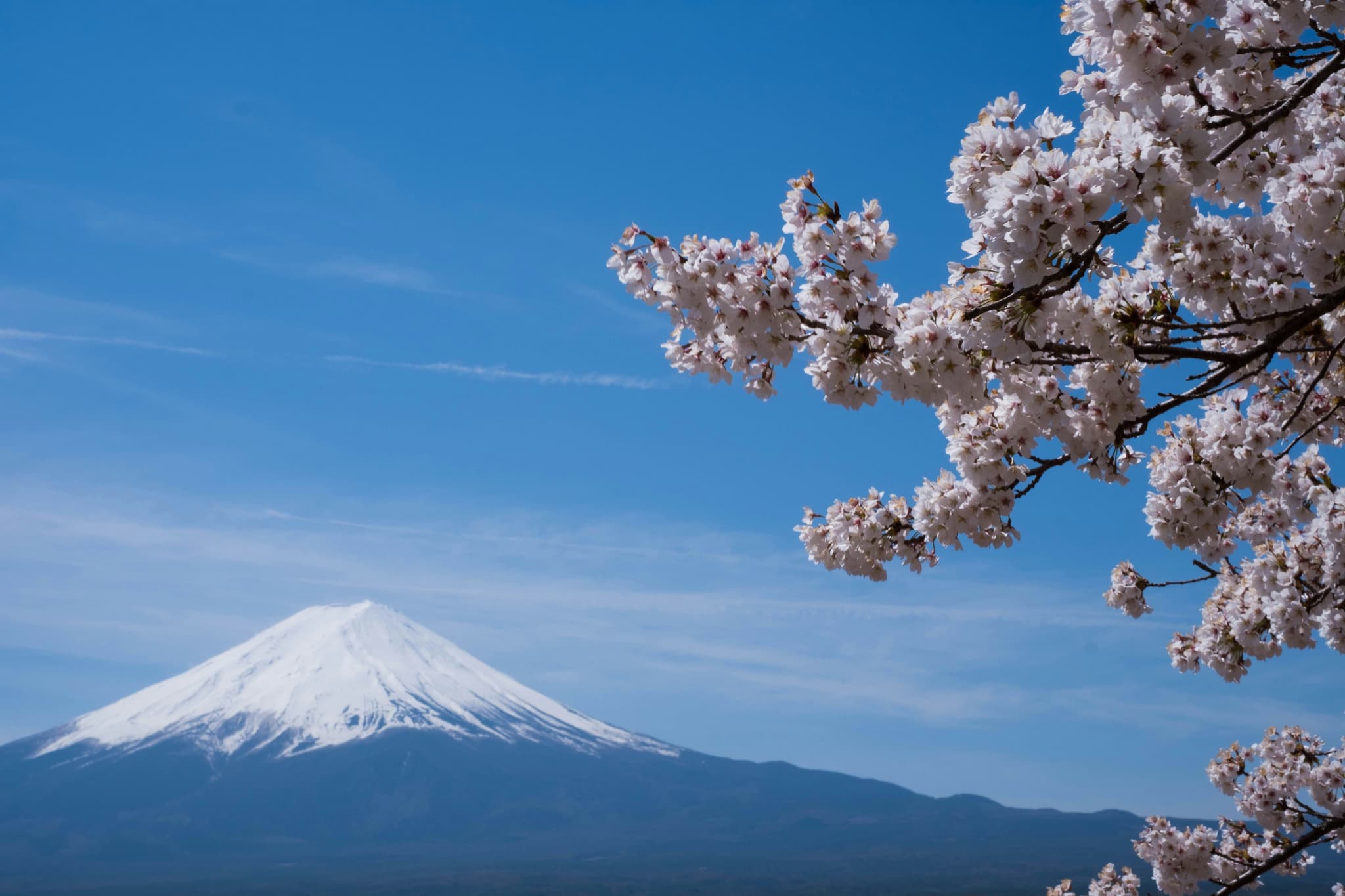 Pink cherry blossom trees in full bloom during Hanami season in Japan