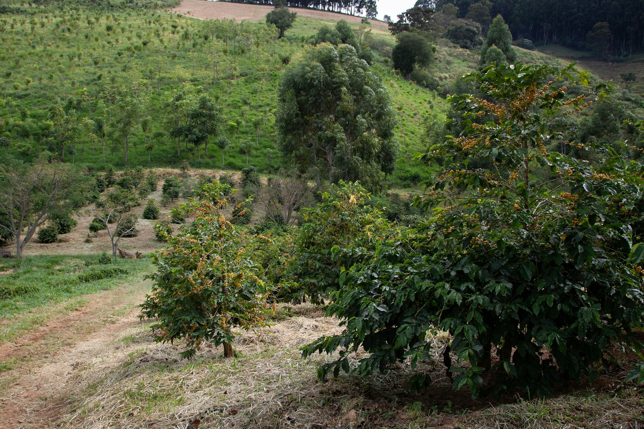 Coffee plants