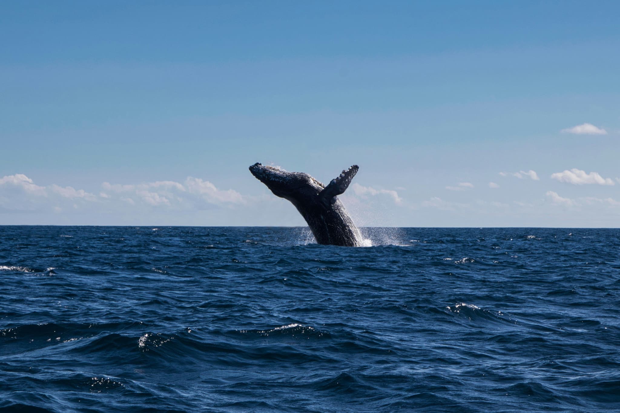 Wale jumping out of the water