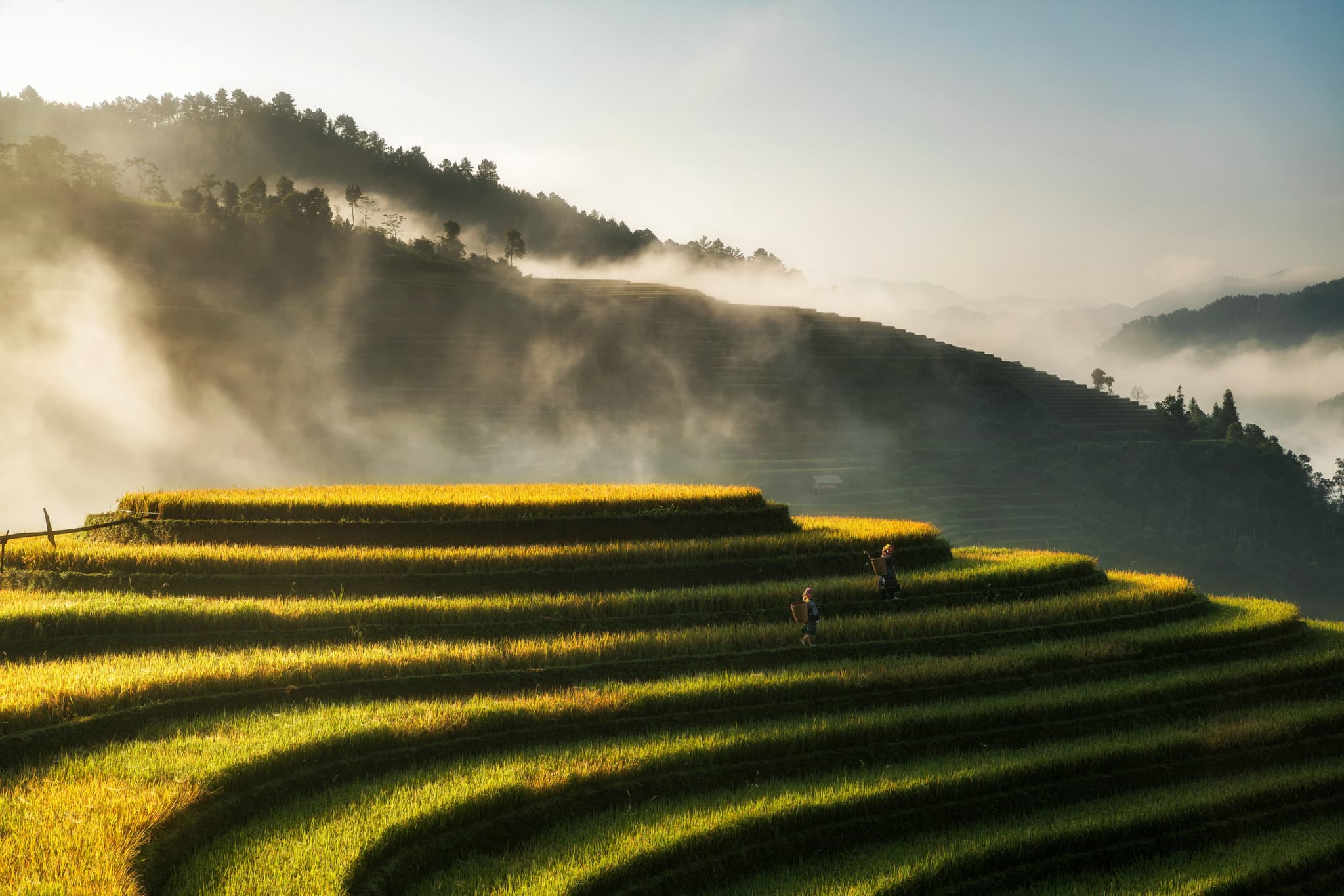 Green rice field with steam in the air