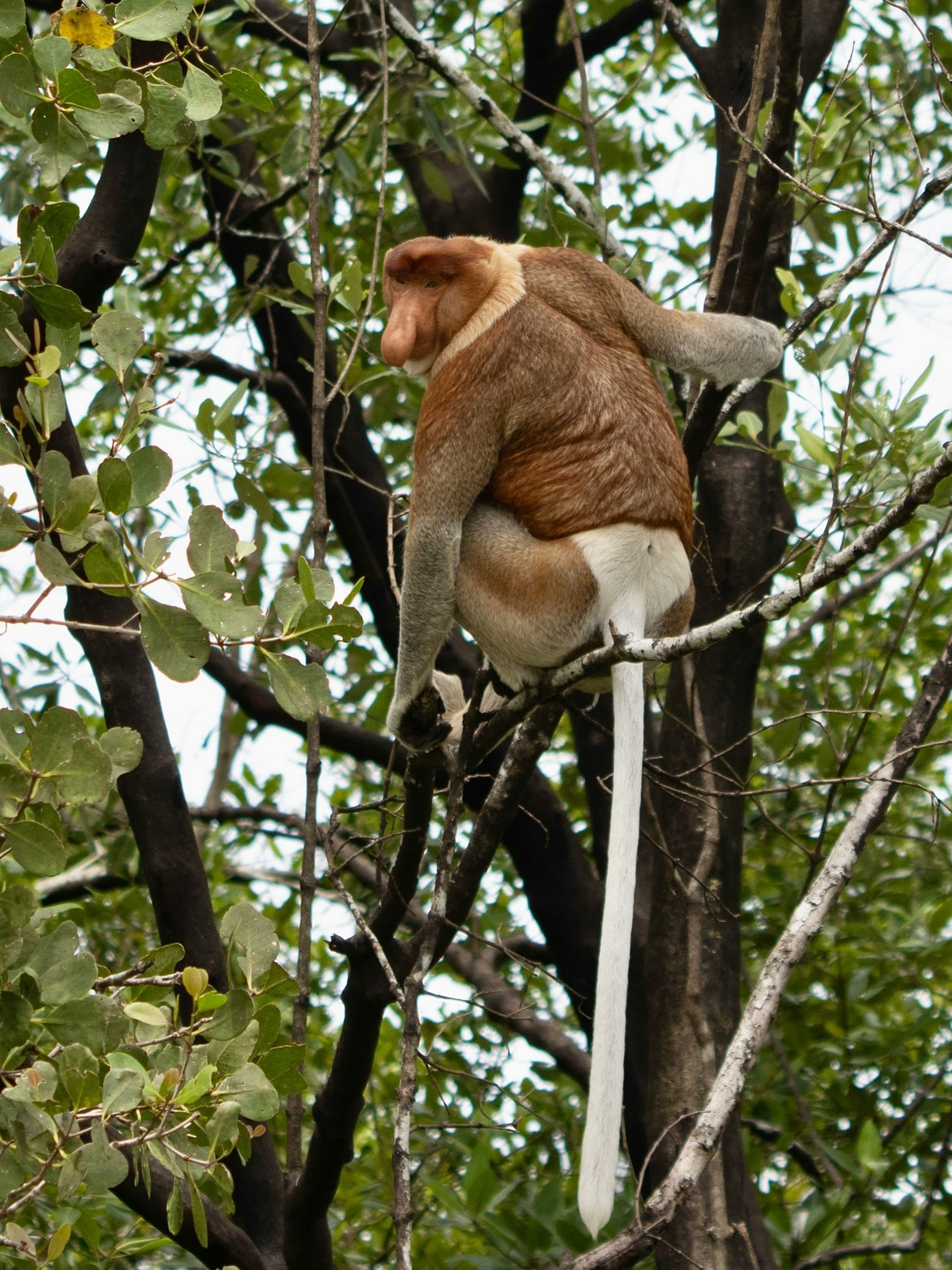 A proboscis monkey sitting in a tree in Malaysian Borneo