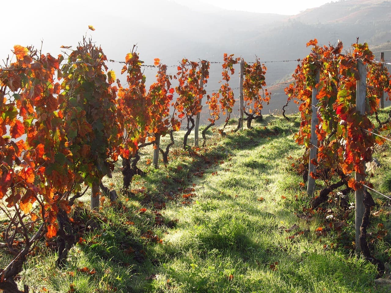 Rows of autumn vineyards in Portugal with red and orange leaves glowing in soft morning light.