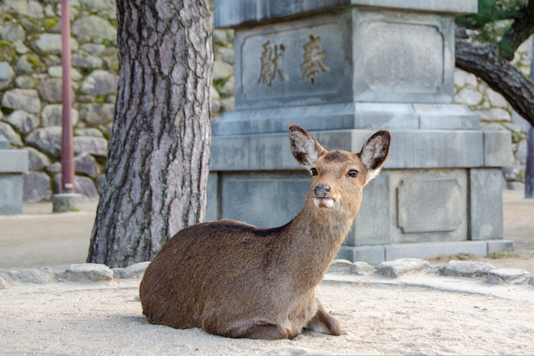 A deer chilling on the ground in front of a stone pillar in Miyajima