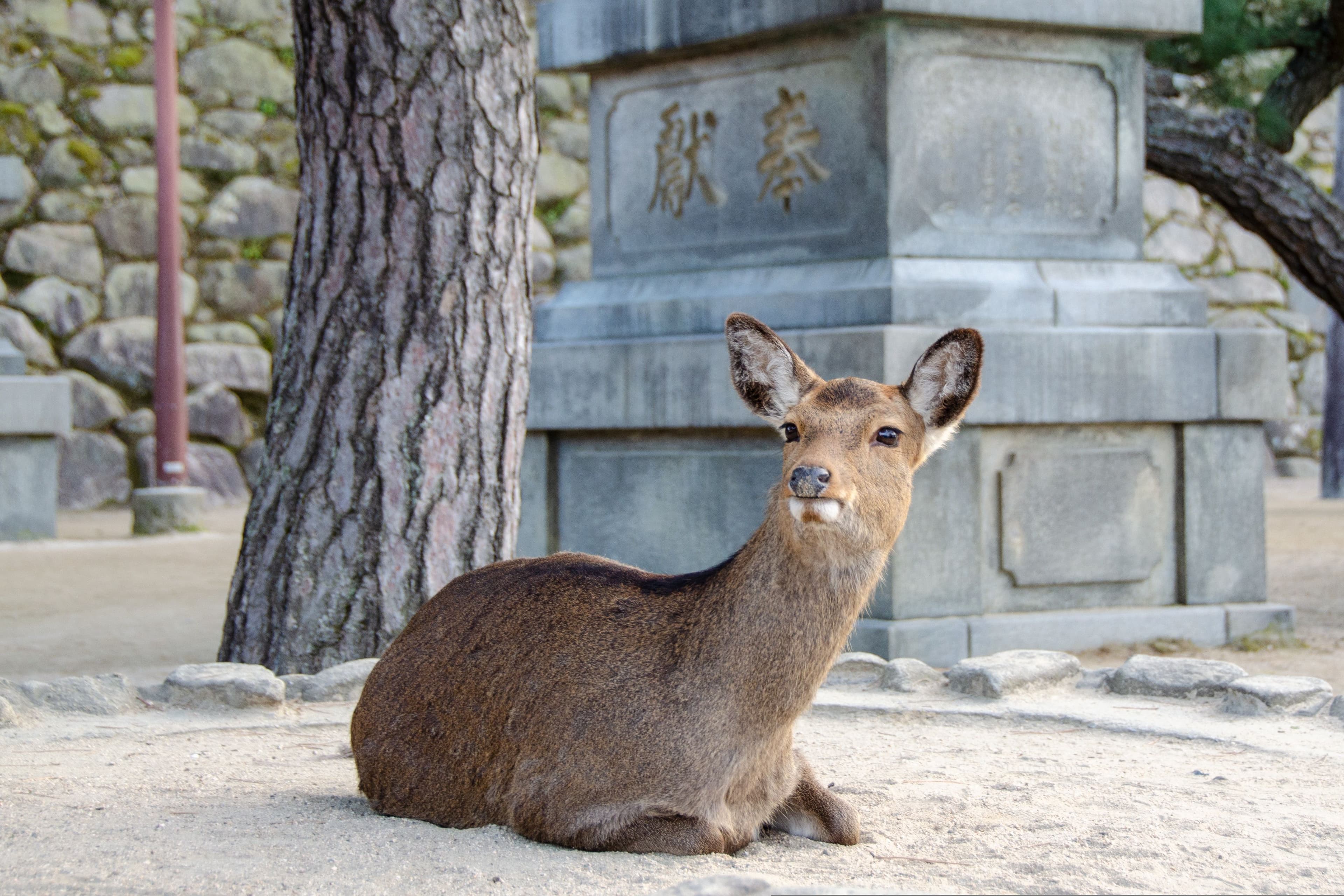 A deer chilling on the ground in front of a stone pillar in Miyajima