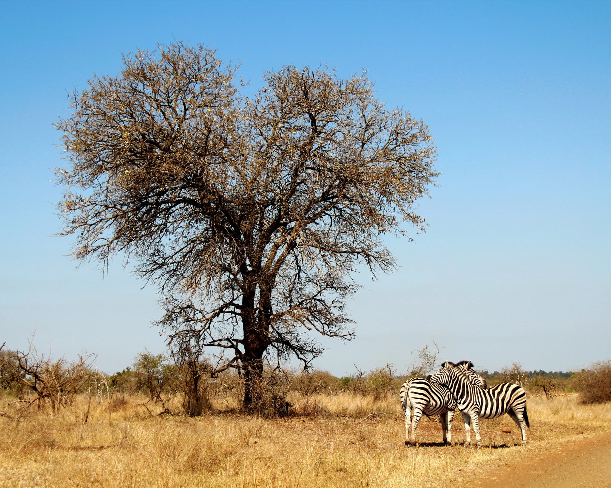 Two zebras standing next to each other in the dry landscape of Kruger National Park