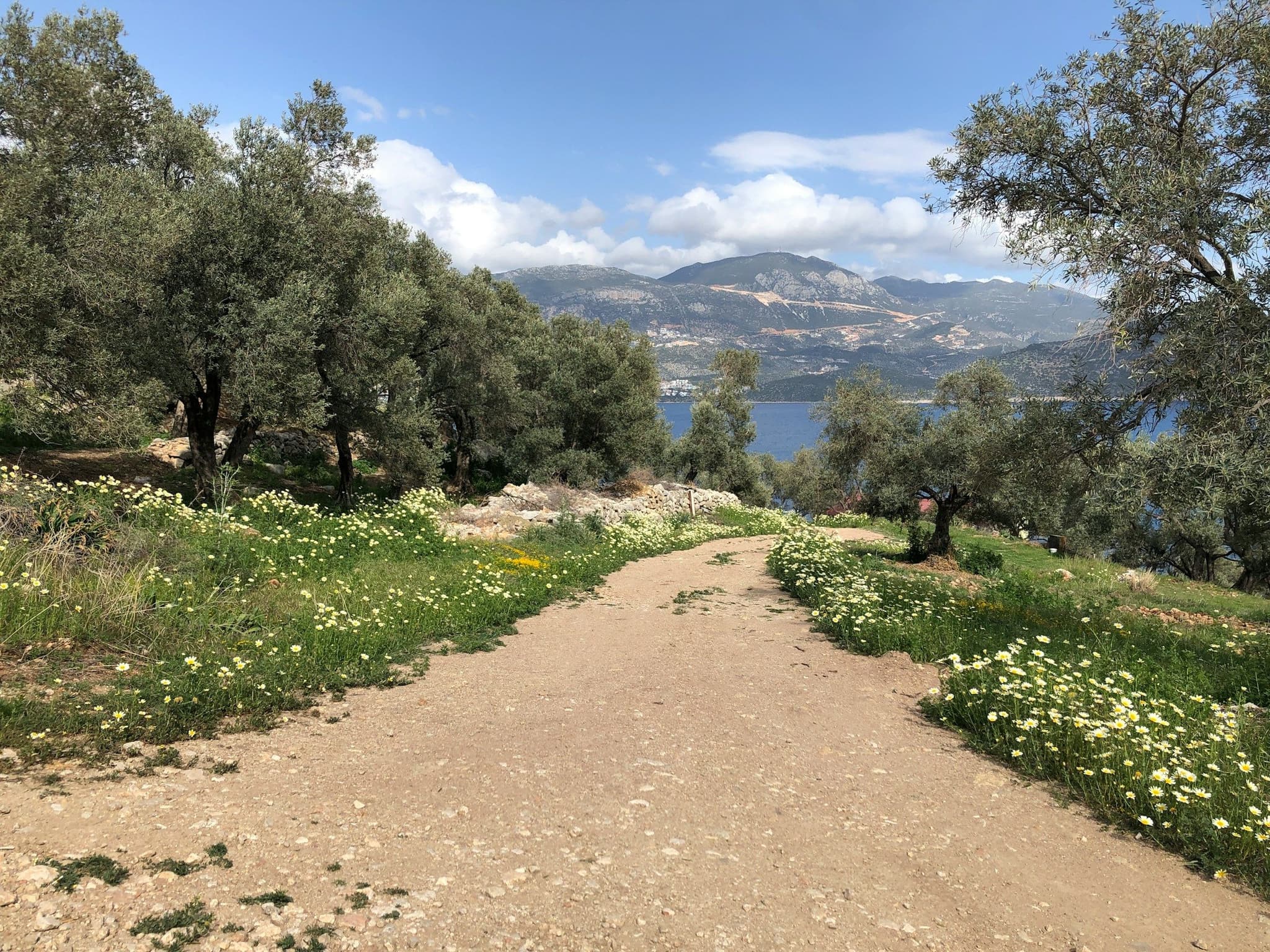 A trail through trees and wildflowers on the Lycian Way