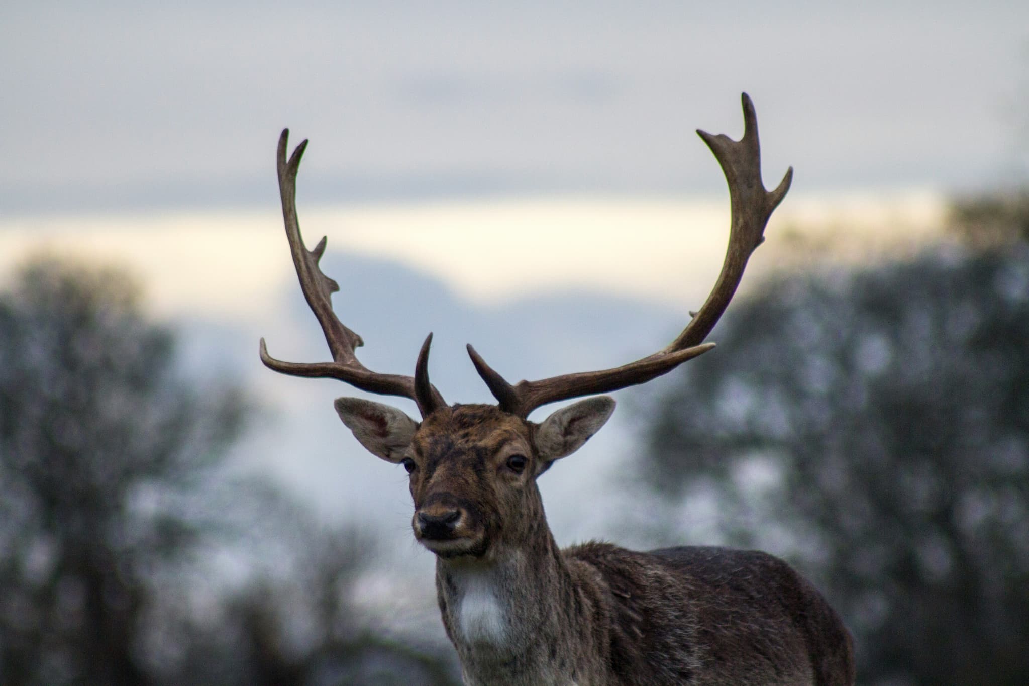 A picture up close of a reindeer in the snow