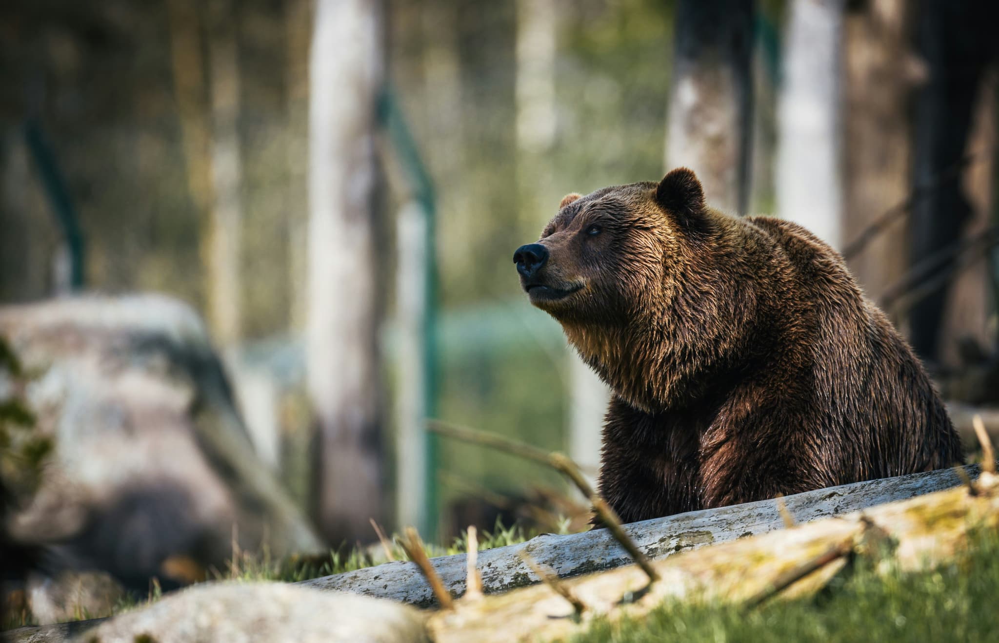 the Ussuri brown bear in Hokkaido sitting in the forest