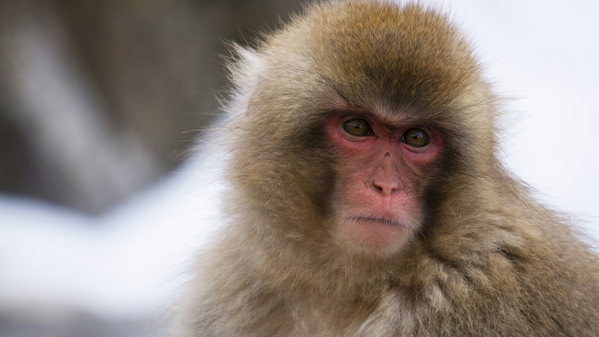 Closeup of a snow monkey in Japan