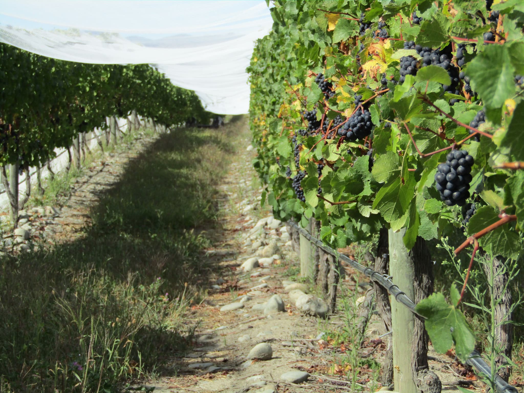 Grapes growing in a yard in Central Otago
