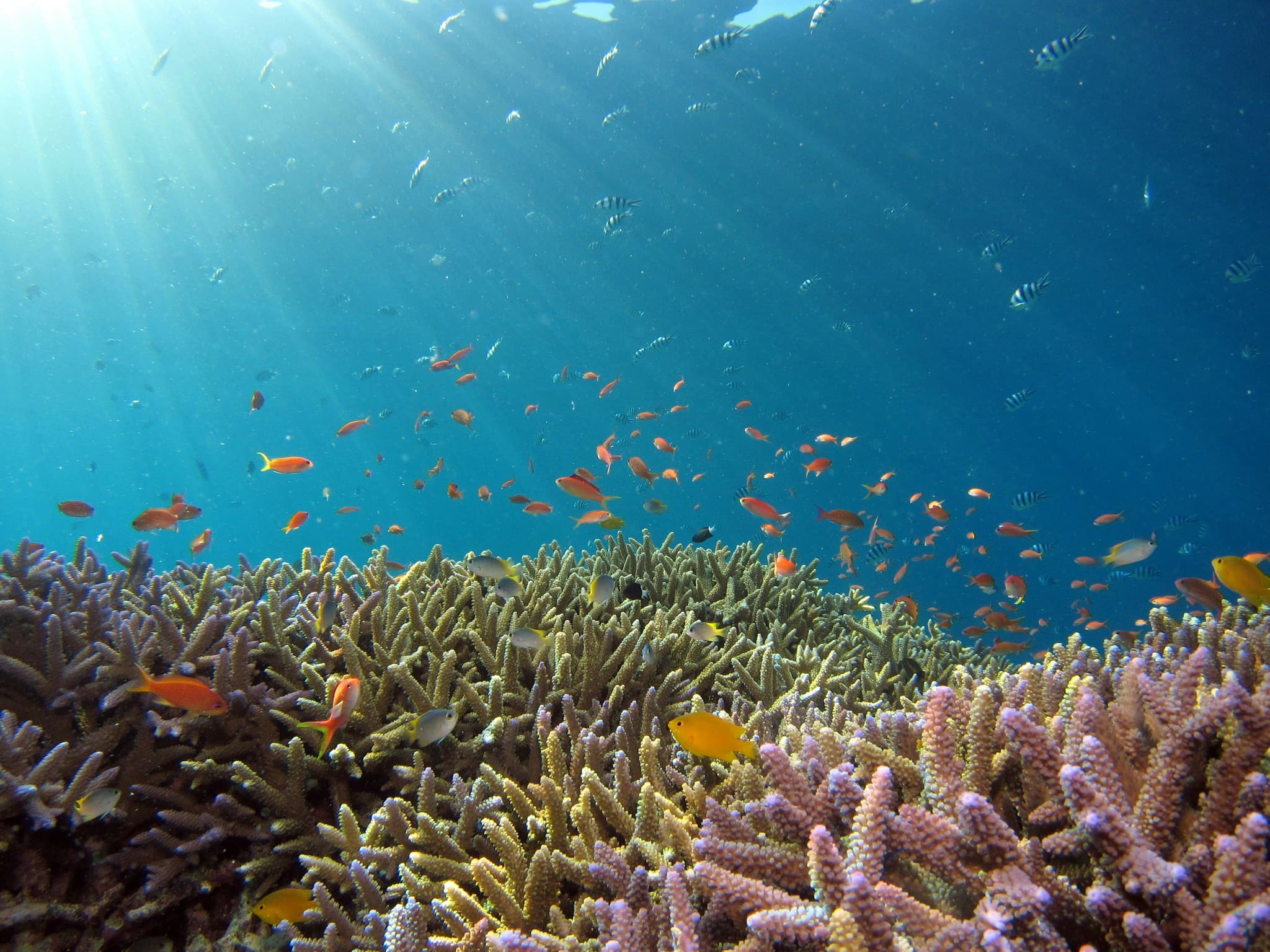 Fish in the sea during snorkeling