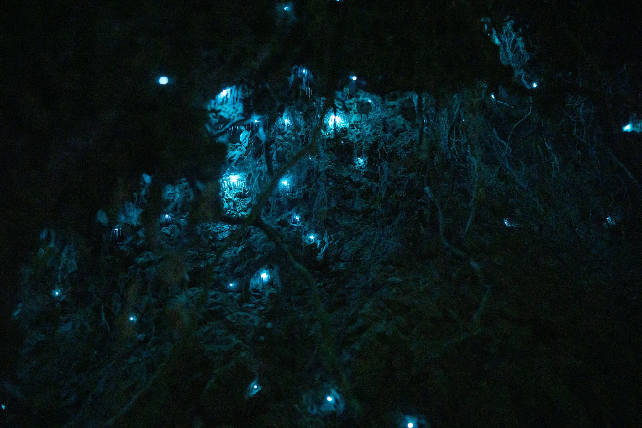 Dark glow worm cave with blue glowing lights