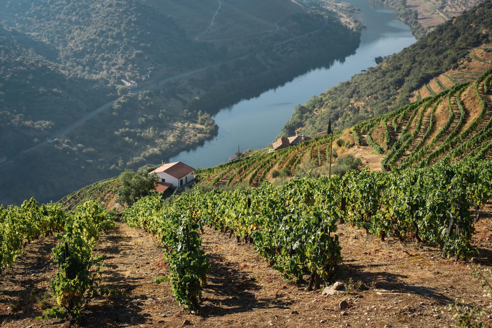 Grape plants in a row on a hill overlooking water of Douro Valley
